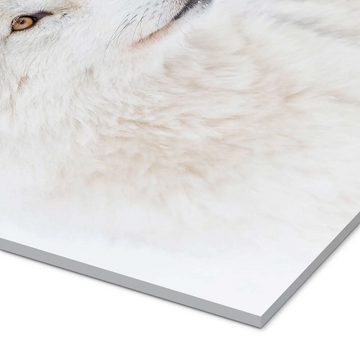 Posterlounge Acrylglasbild Jim Cumming, Arktischer Wolf, Fotografie