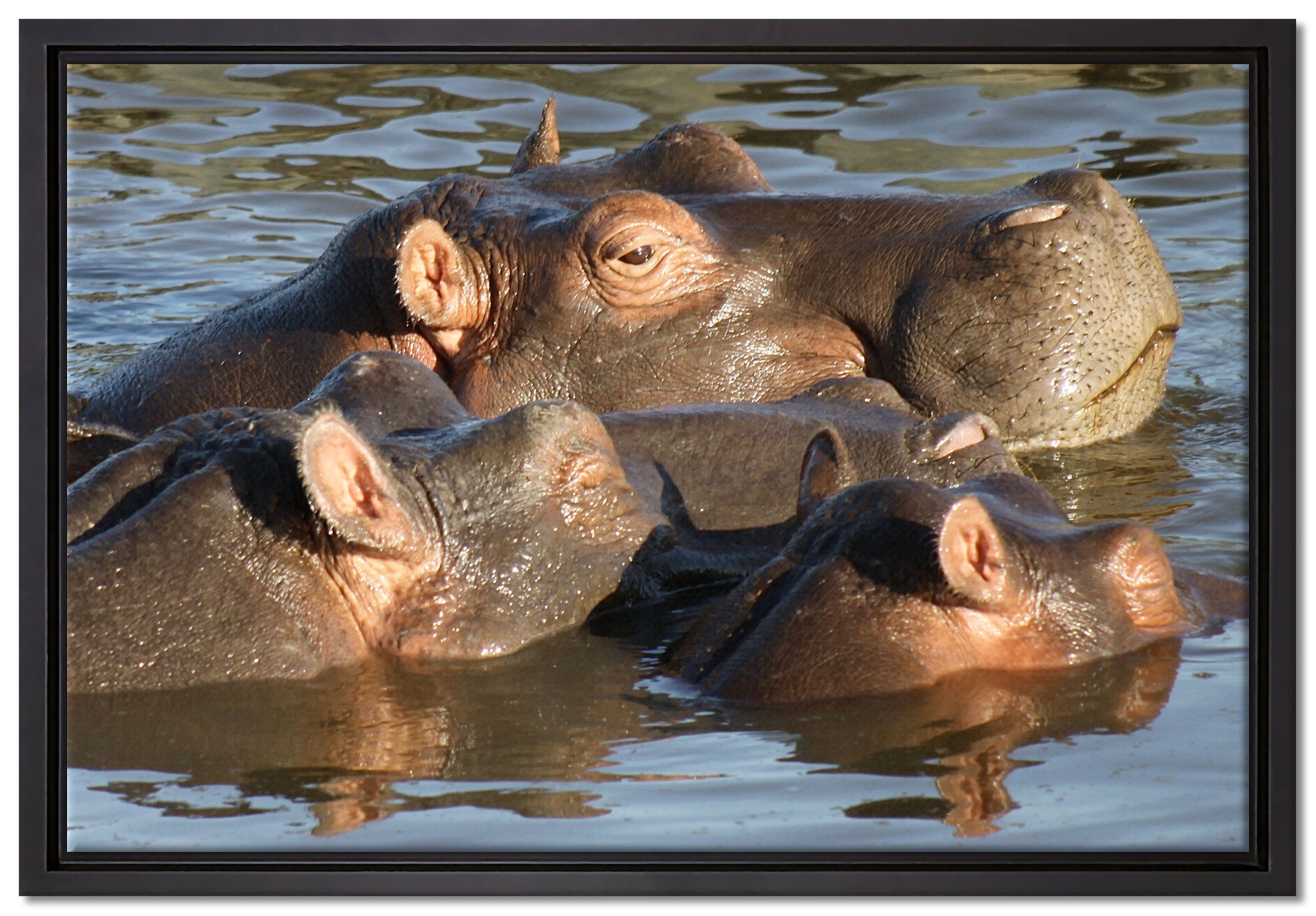 Pixxprint Leinwandbild schwimmende Flusspferdfamilie, Wanddekoration (1 St), Leinwandbild fertig bespannt, in einem Schattenfugen-Bilderrahmen gefasst, inkl. Zackenaufhänger