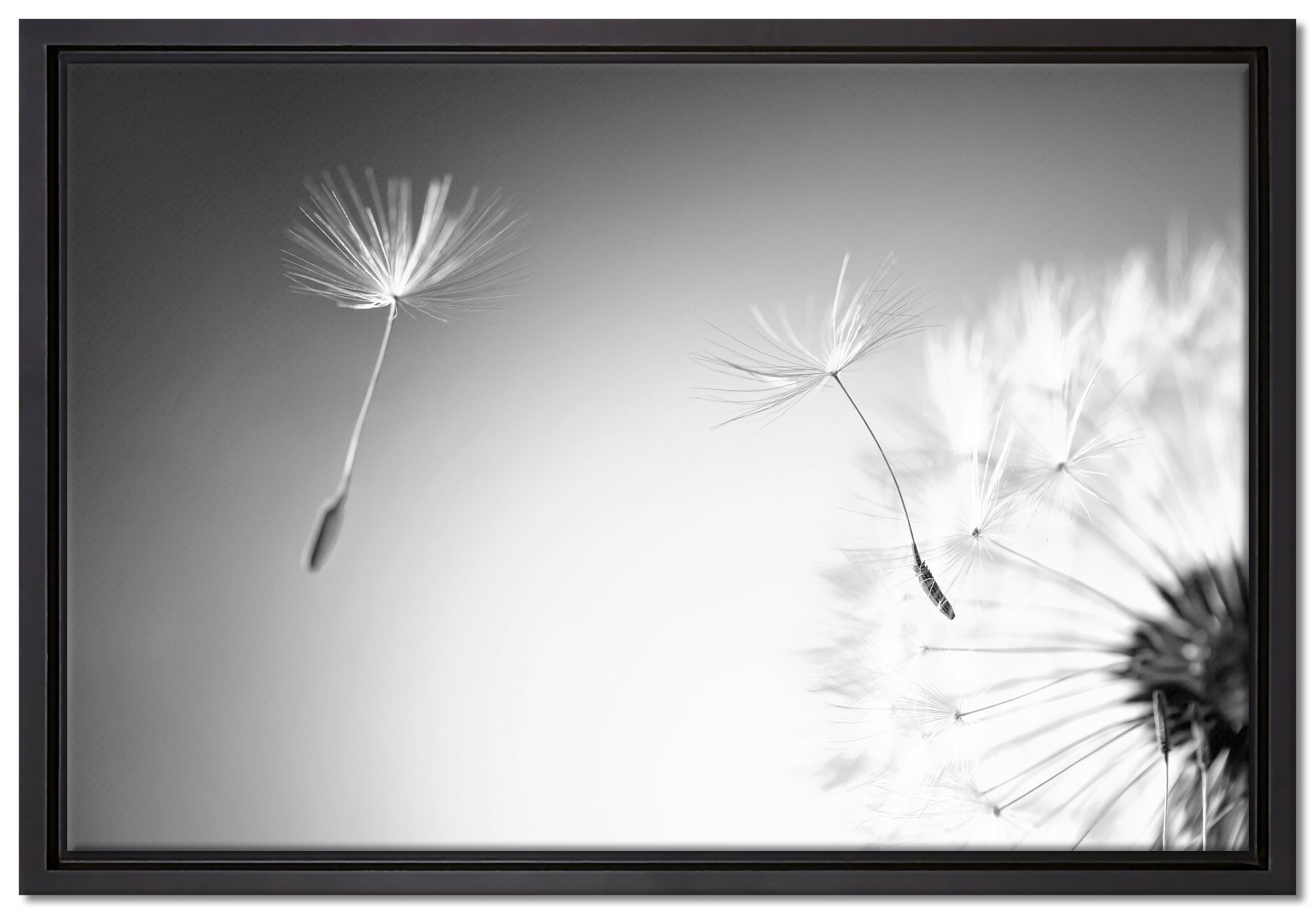 Pixxprint Leinwandbild Löwenzahn Pusteblume, Wanddekoration (1 St), Leinwandbild bespannt, im Schattenfugenrahmen, inkl. Zackenaufhänger