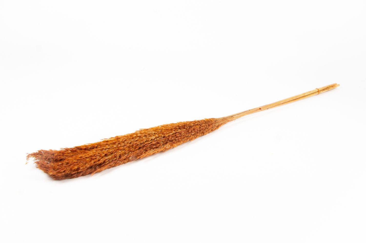 Trockenblume Schilf getrocknet DONJETA, Terracotta, 115-120cm, Ø15cm, INNA-Glas, Höhe 120.0 cm