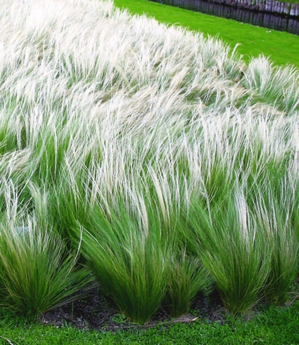BALDUR Garten Gräser Federgras (Stipa), 3 St., Engelshaar, genügsam,winterhart, mehrjährig, pflegeleicht