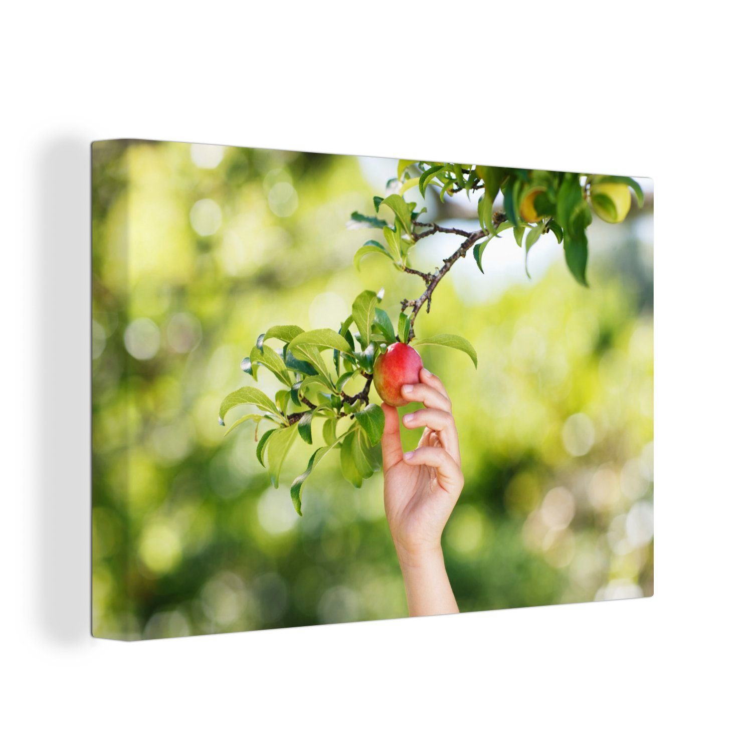 OneMillionCanvasses® Leinwandbild Obstbäume - Gemüsegarten - Apfel, (1 St), Wandbild Leinwandbilder, Aufhängefertig, Wanddeko, 30x20 cm