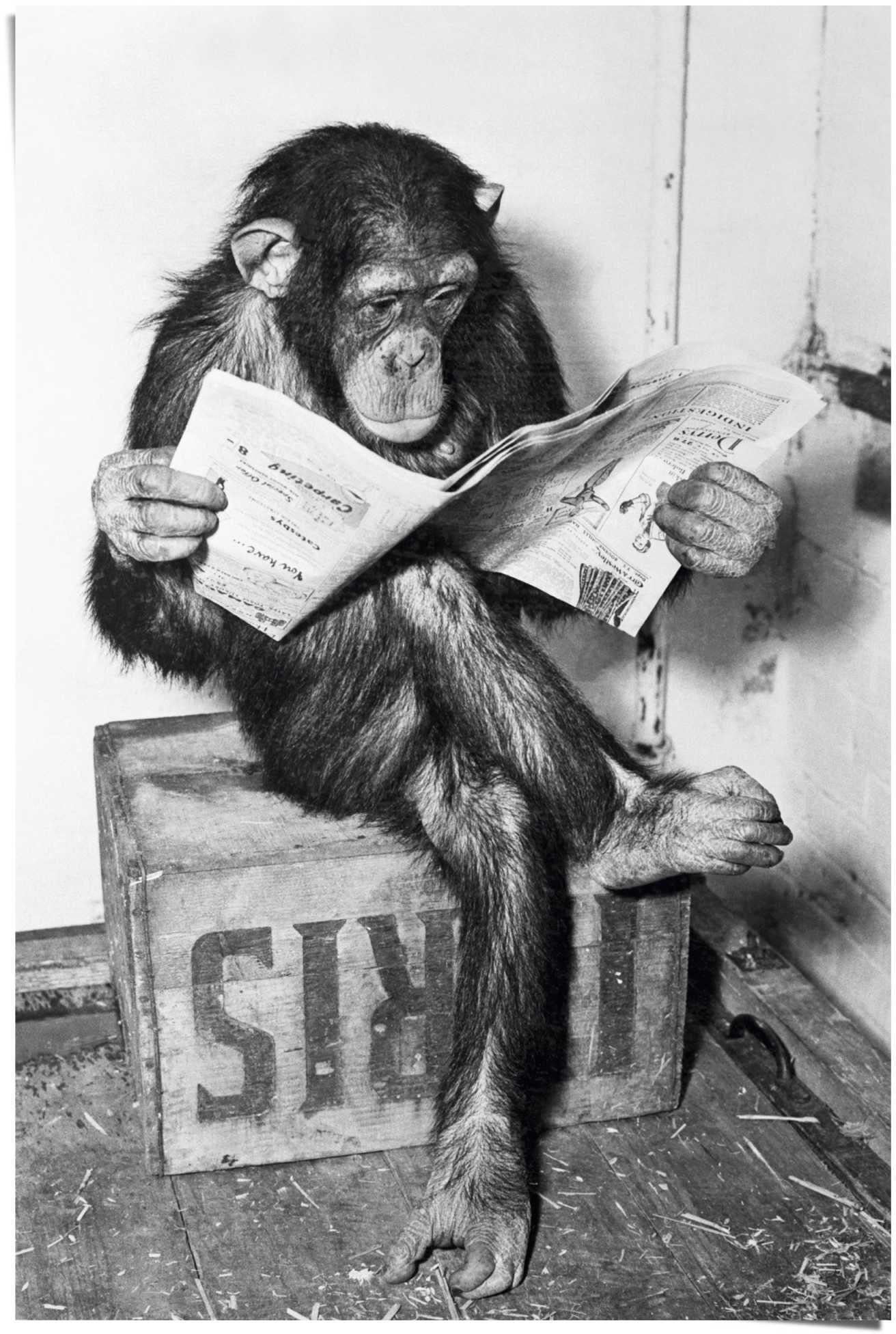 Chimp Affe Zeitung Poster Reinders! Schimpanse, St) (1