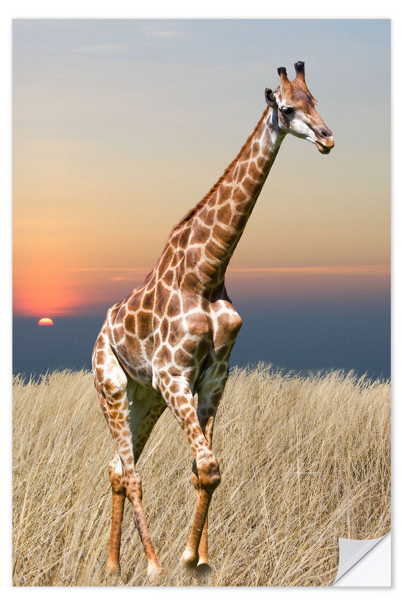 Wandbild Giraffe - Afrikas Wildnis