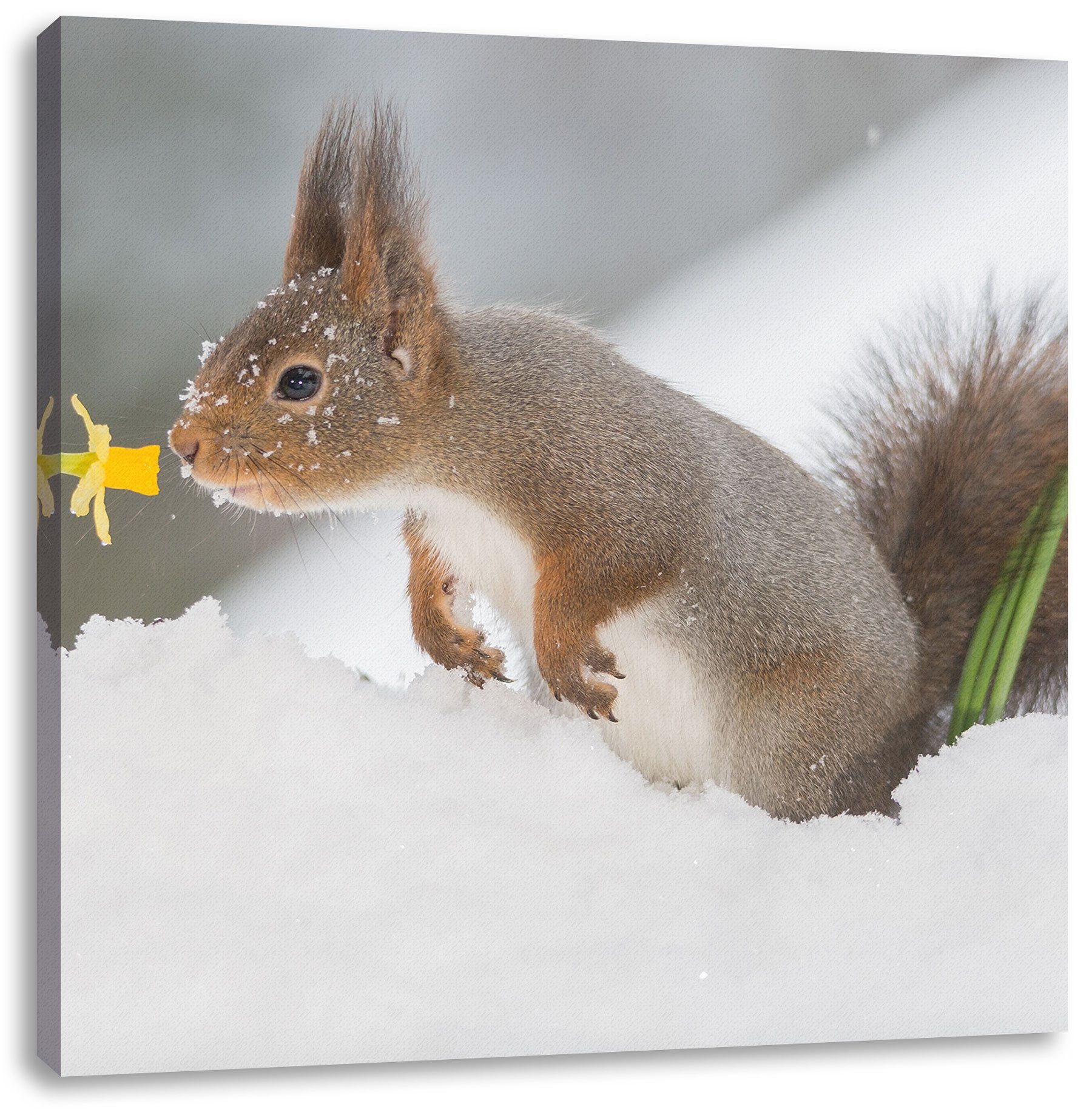 Pixxprint Leinwandbild Eichhörnchen im St), Schnee, fertig (1 inkl. im Schnee Zackenaufhänger bespannt, Leinwandbild Eichhörnchen