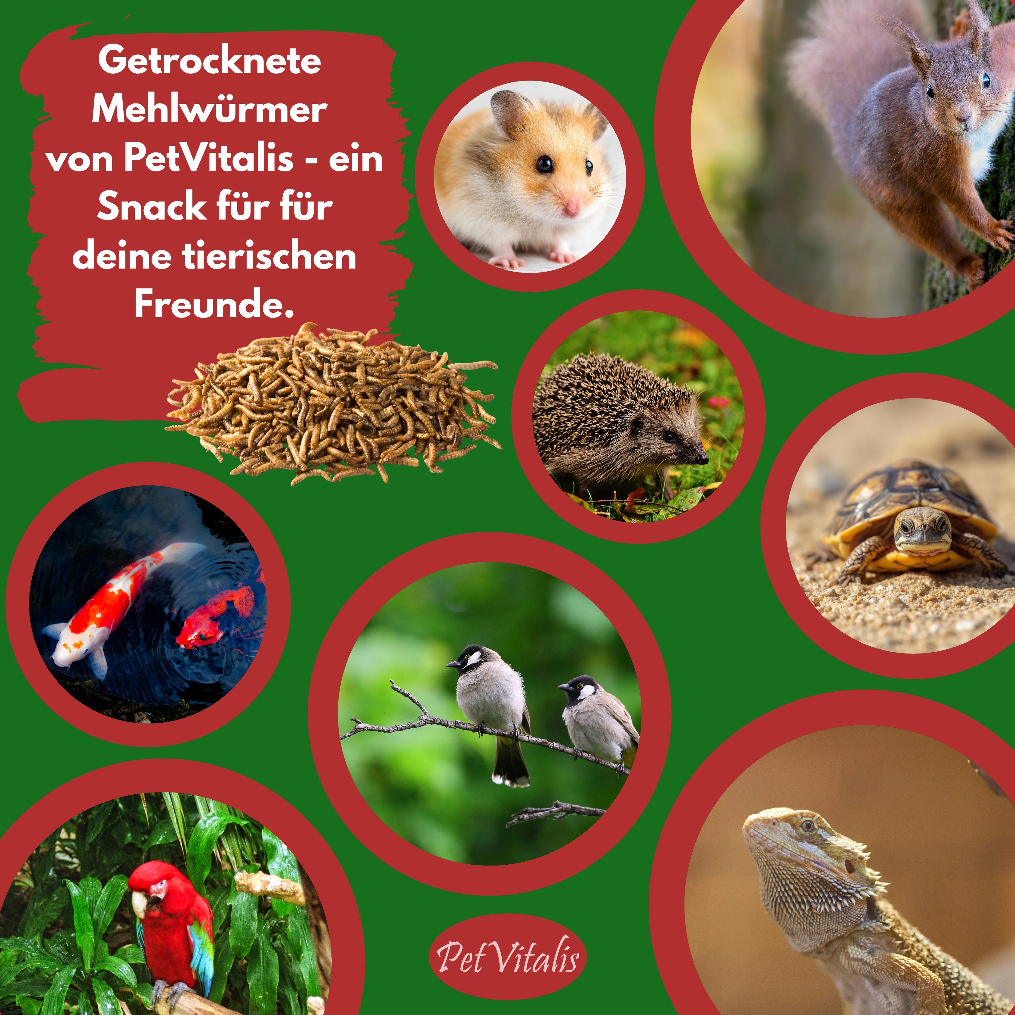 PetVitalis Getrocknete Mehlwürmer – Einzelfuttermittel als Vogelfutter-Ergänzung, Ergänzungsfutter für: Meerschweinchen, Schildkröten, Wildvögel, Reptilien, Fische, Eichhörnchen, Igel, Nager