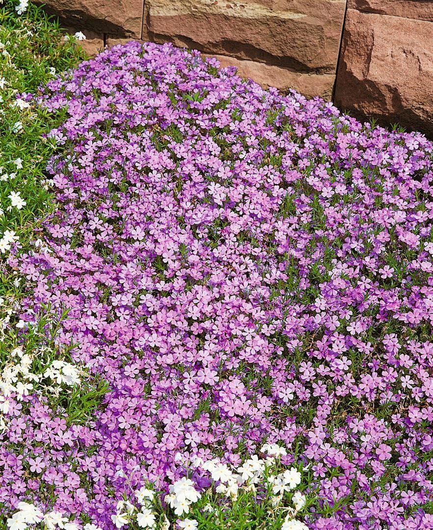 Pflanzen für Dich Staude Phlox douglasii Lilac Cloud, 1 St., Polster-Phlox, Teppich-Phlox