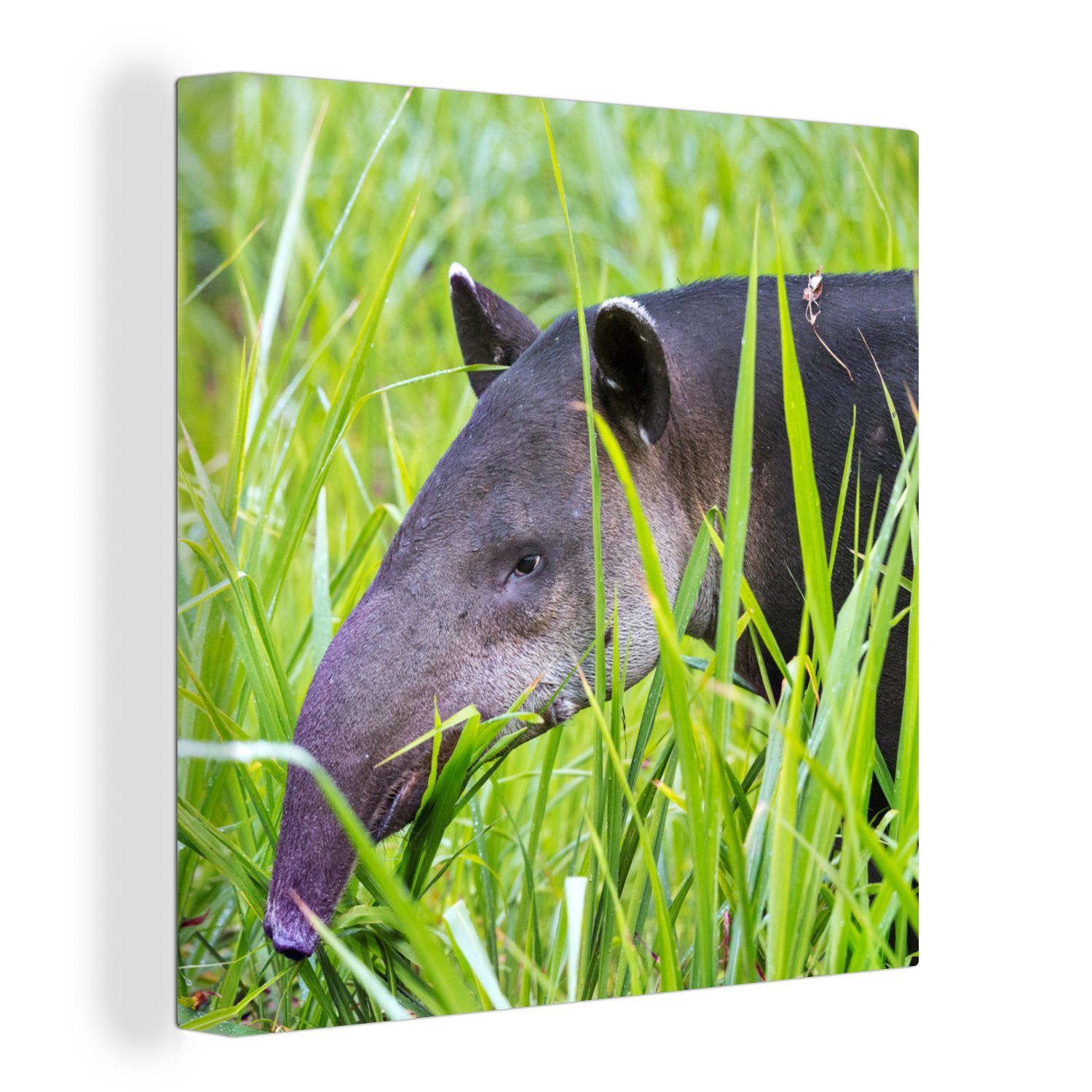 OneMillionCanvasses® Leinwandbild Mittelamerikanischer Tapir im Nationalpark von Costa Rica, (1 St), Leinwand Bilder für Wohnzimmer Schlafzimmer