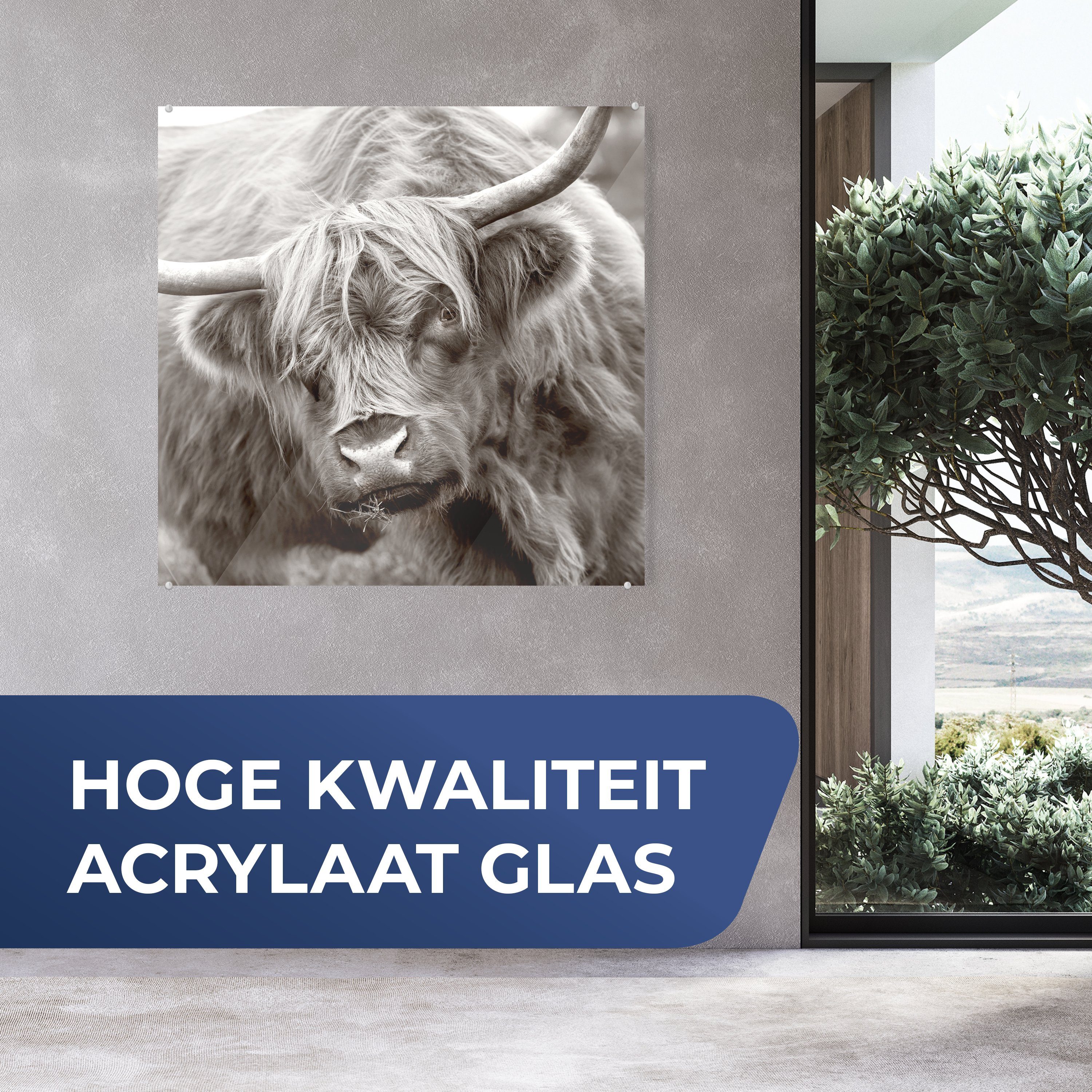 MuchoWow Acrylglasbild Schottischer Highlander Glas Schwarz für - Weiß Dekorative & St), auf - - Küche bunt (1 Bild Wohnzimmer Hörner