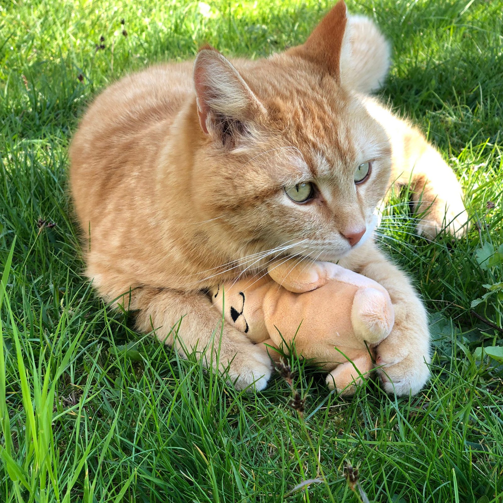 Aumüller Tierkuscheltier Katzenspielzeug Baldi Bunny, Plüschtier zum Schmusen mit Baldrianfü...