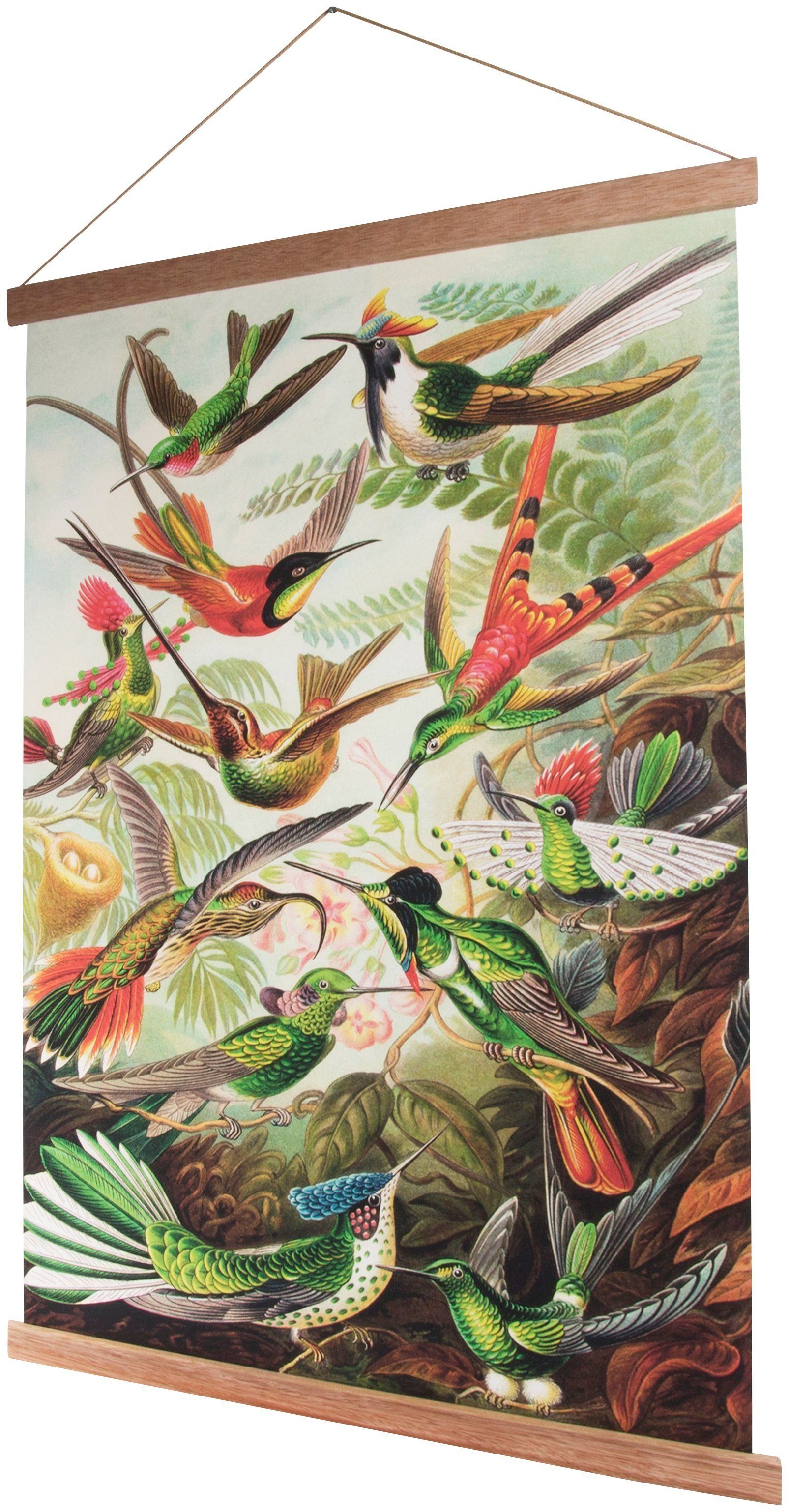 home Kolibris, Wandbild, for Vögel, Bild, Art Poster the Wandposter Poster,