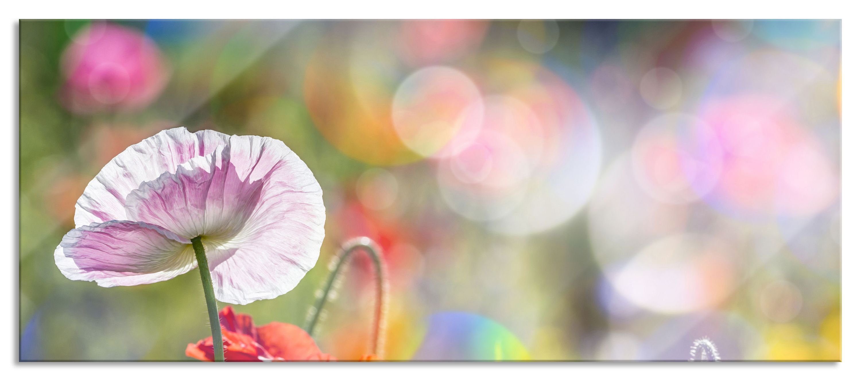 Frühling im im und Mohn Aufhängungen inkl. Echtglas, Kalifornischer Glasbild aus Frühling, Mohn Kalifornischer Pixxprint Abstandshalter St), (1 Glasbild