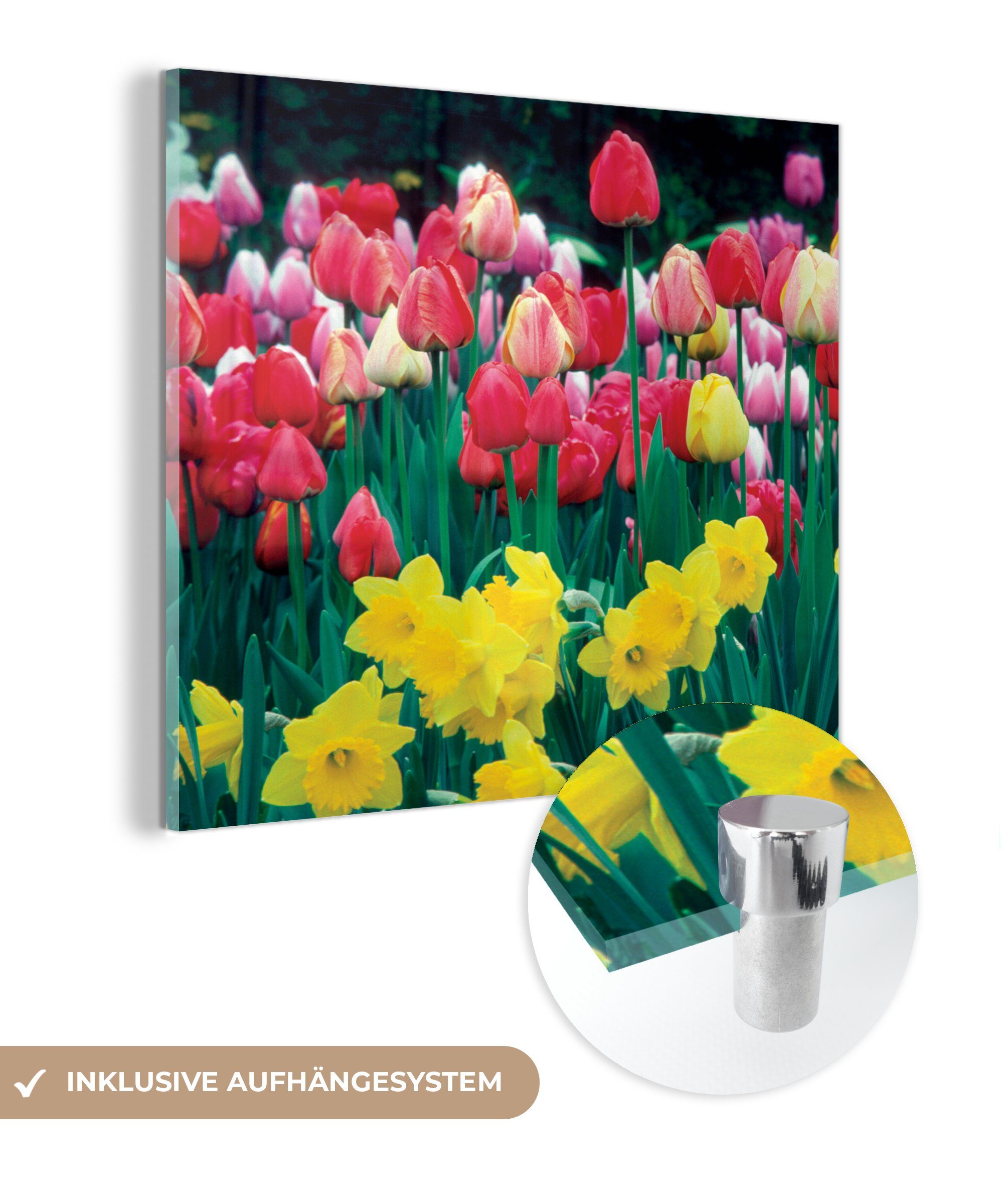 MuchoWow Acrylglasbild Frühling - Tulpen - Narzissen, (1 St), Glasbilder - Bilder auf Glas Wandbild - Foto auf Glas - Wanddekoration