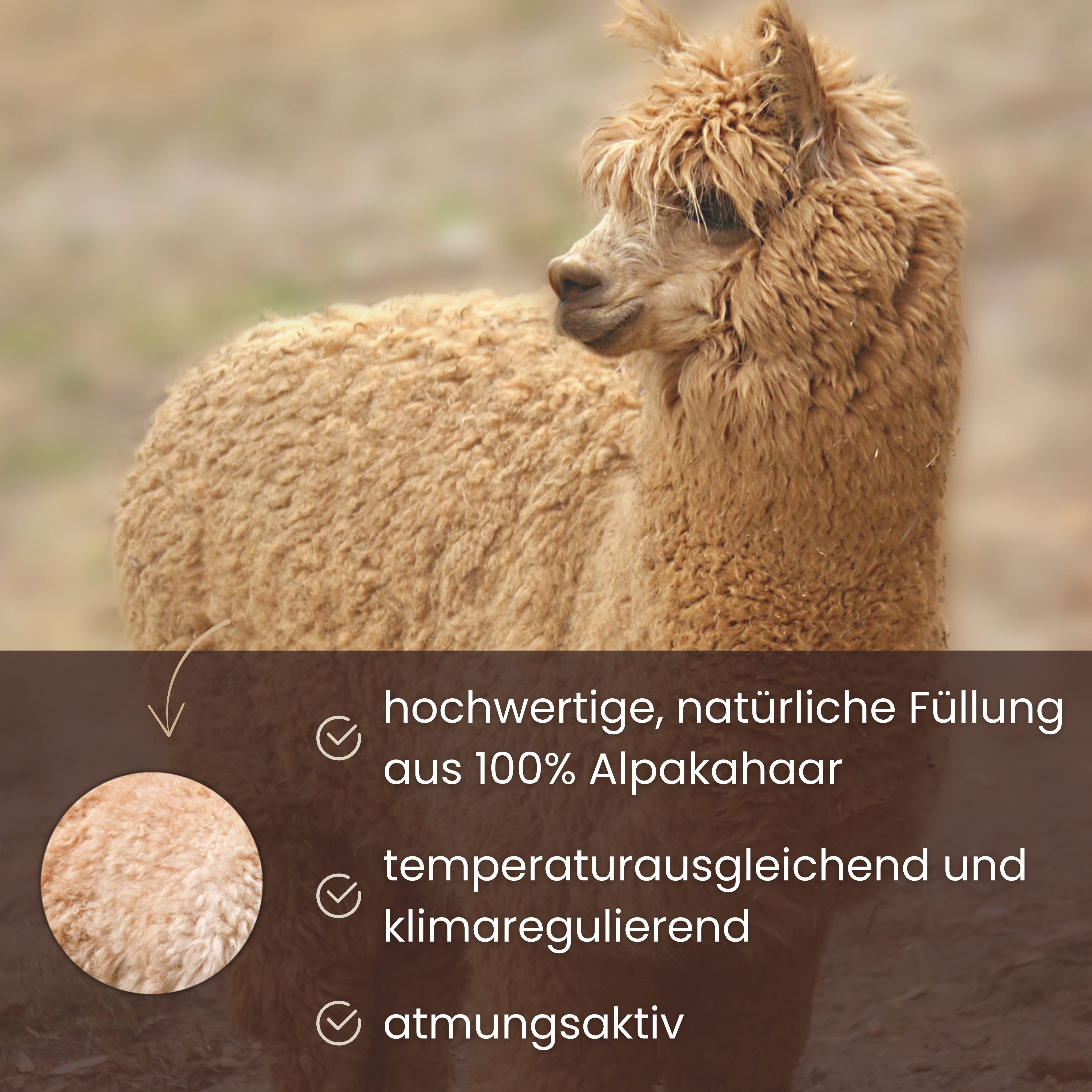 OTTO home Naturhaarbettdecke Lofna, Füllung: Alpakahaar, Bezug: 100% Baumwolle, Bettdecke 135x200 und weitere Größen – Bild 5 von 5