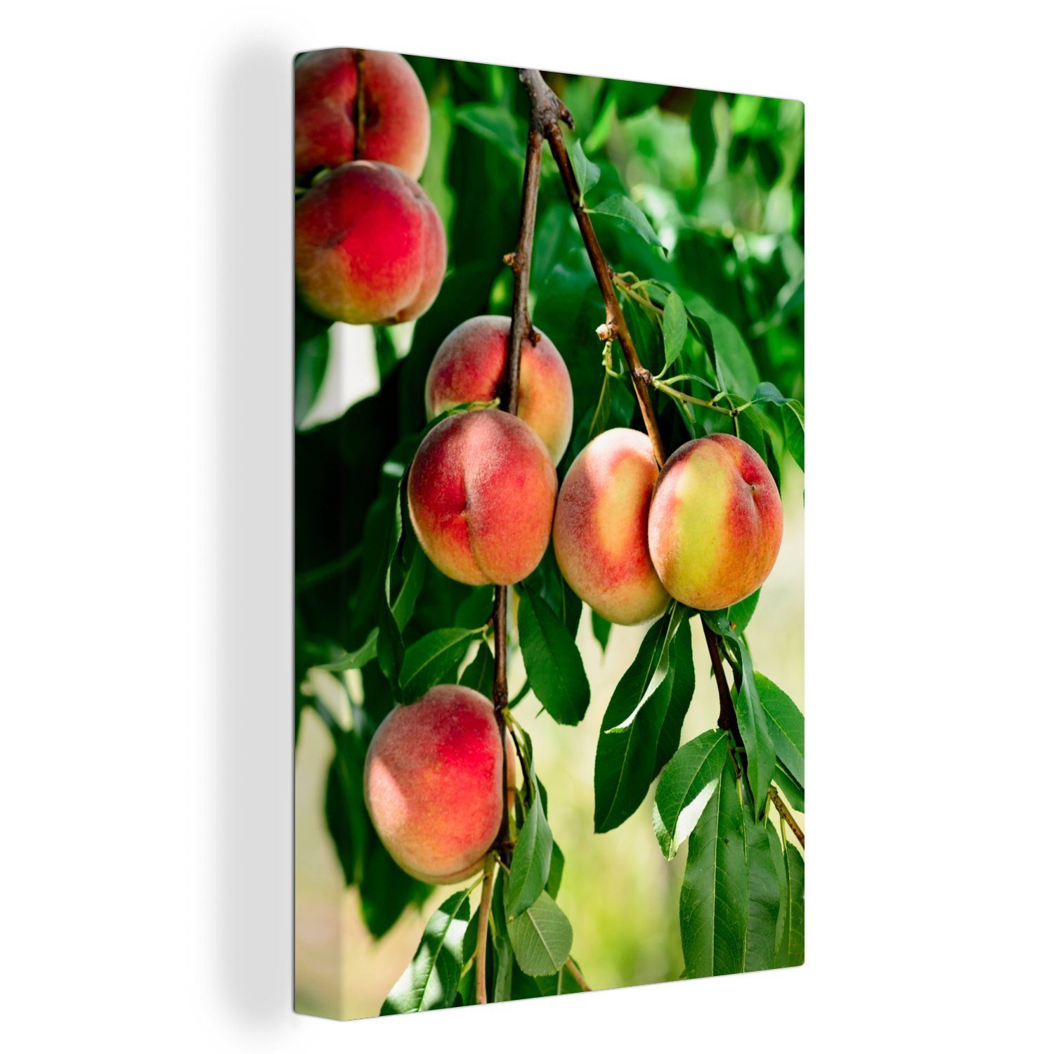 OneMillionCanvasses® Leinwandbild Pfirsiche auf einem Baum, (1 St), Leinwandbild fertig bespannt inkl. Zackenaufhänger, Gemälde, 20x30 cm
