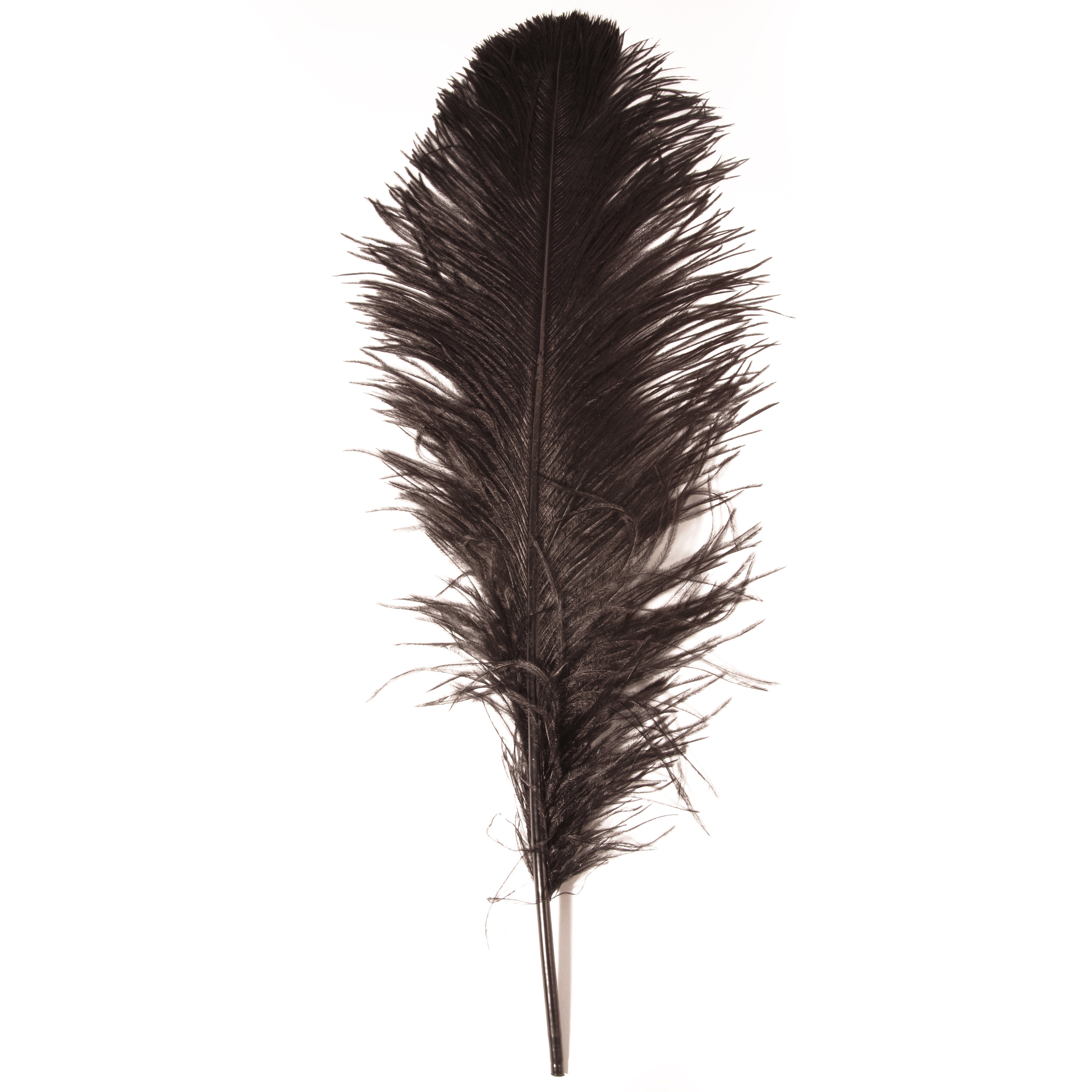 ROSEMARIE SCHULZ Heidelberg Bastelfedern 1 Straußenfeder 60-70cm lang Dekofeder Karneval Massage Hochzeit, extra lange Feder 60-70 cm