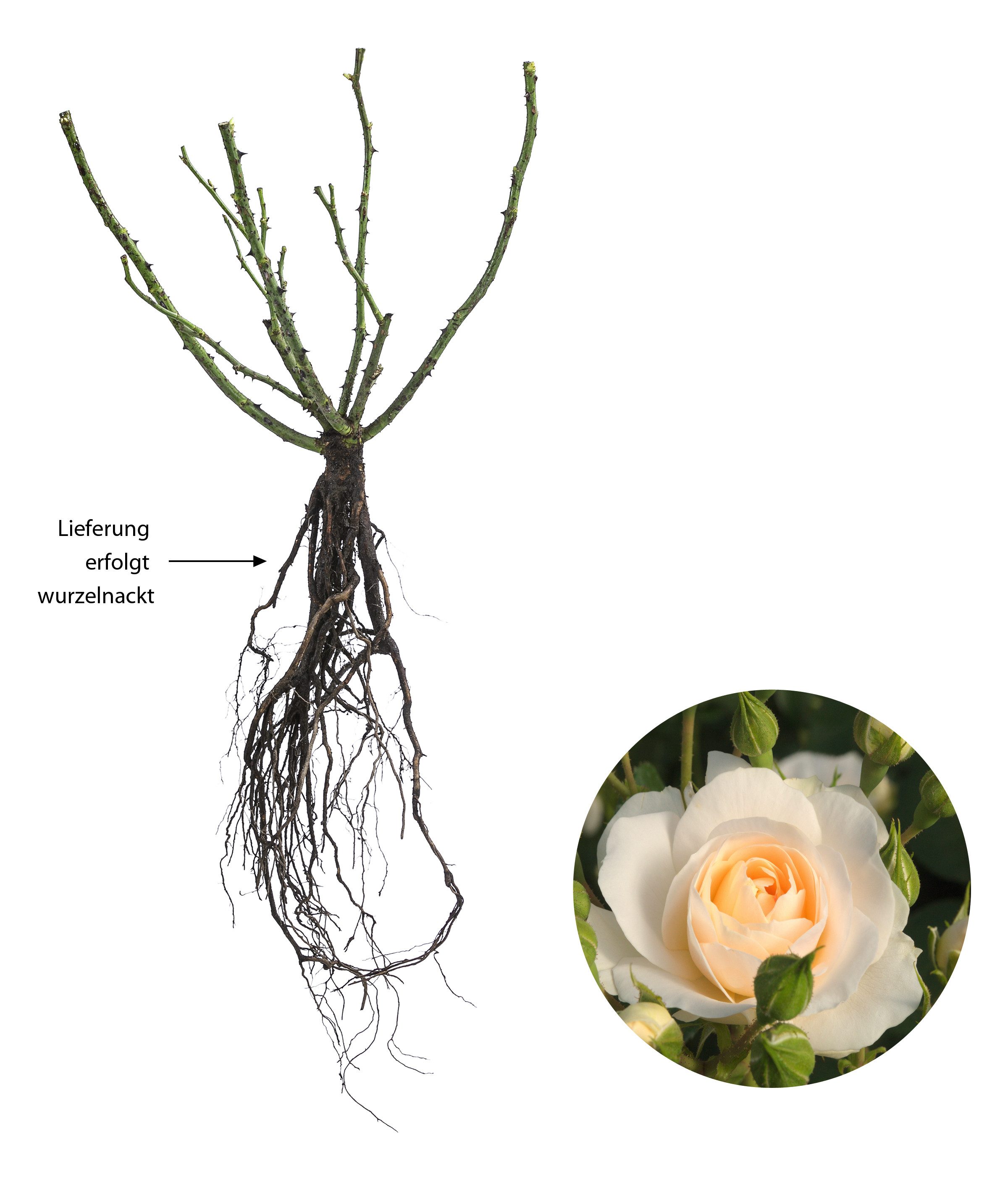 Dehner Rose Beetrose Martin Luther Rose®, 10-30 cm, Pflanzenpass DE-BY-297056, apricot-weiß, halbgefüllt/duftend, wurzelnackt, Züchter Tantau