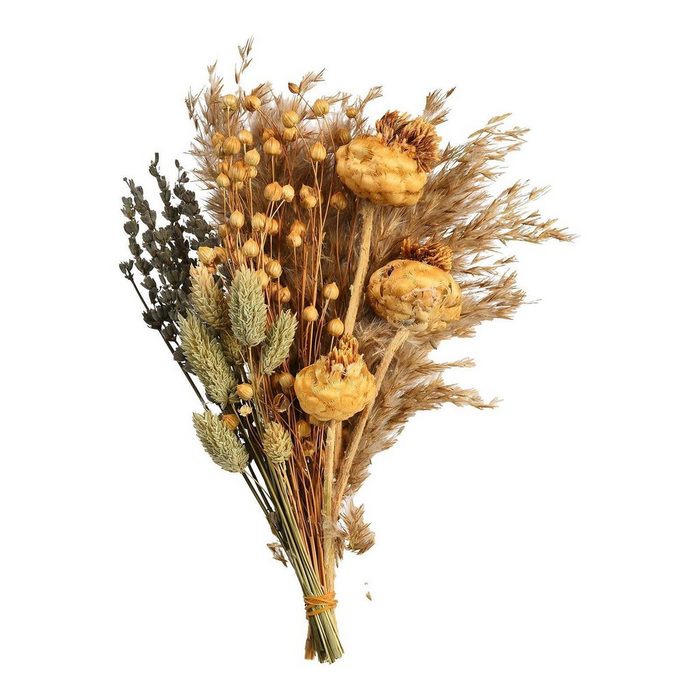 Trockenblume Trockenblumenstrauß Dried Flowers Depot aus Trockenblume L 20 Zentimeter