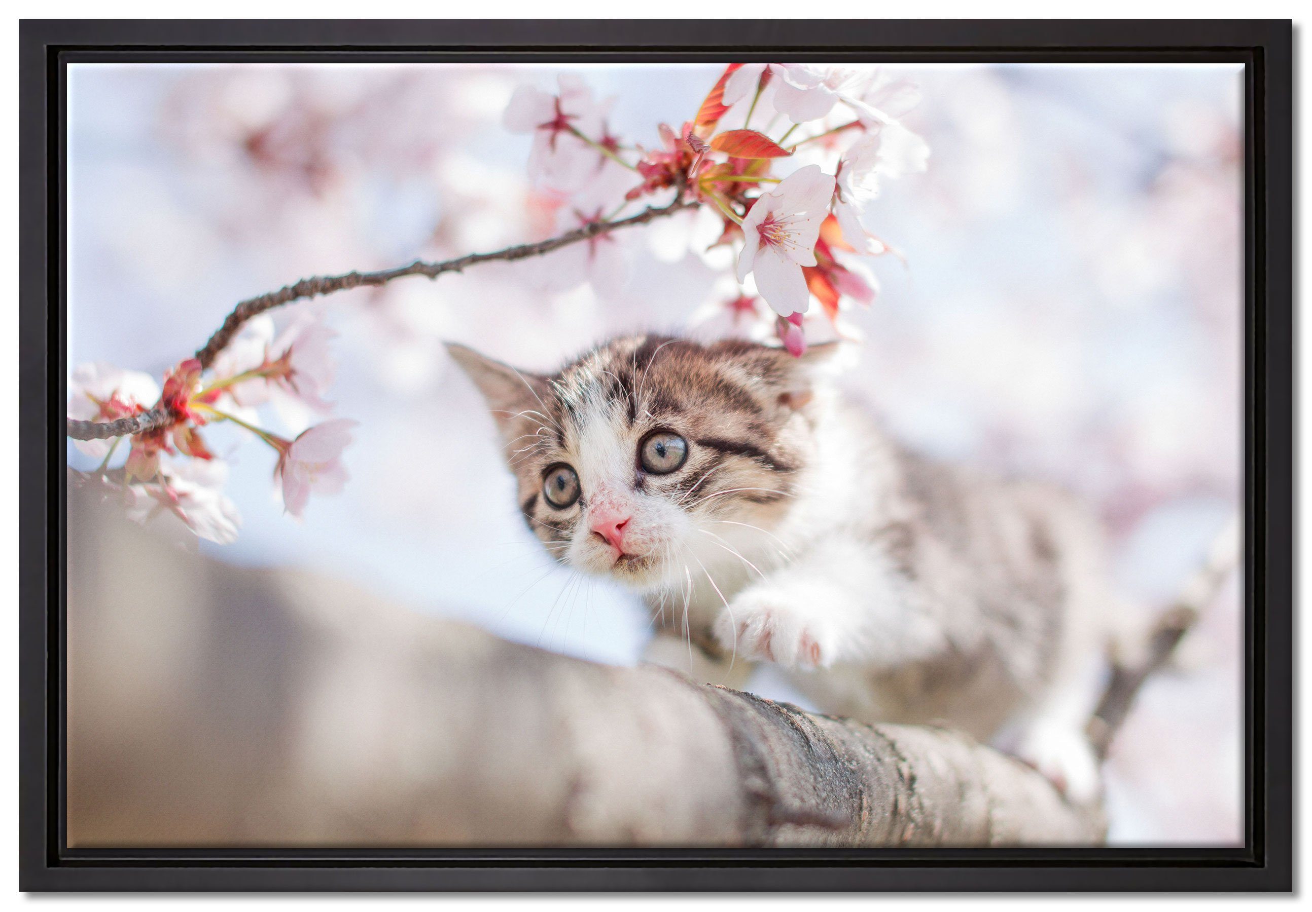 Pixxprint Leinwandbild Süßes Kätzchen im Kirschbaum, Wanddekoration (1 St), Leinwandbild fertig bespannt, in einem Schattenfugen-Bilderrahmen gefasst, inkl. Zackenaufhänger