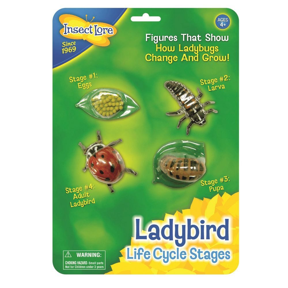 Experimentierkasten Ladybird Life Cycle Stages - Lebenszyklus eines Marienkäfers