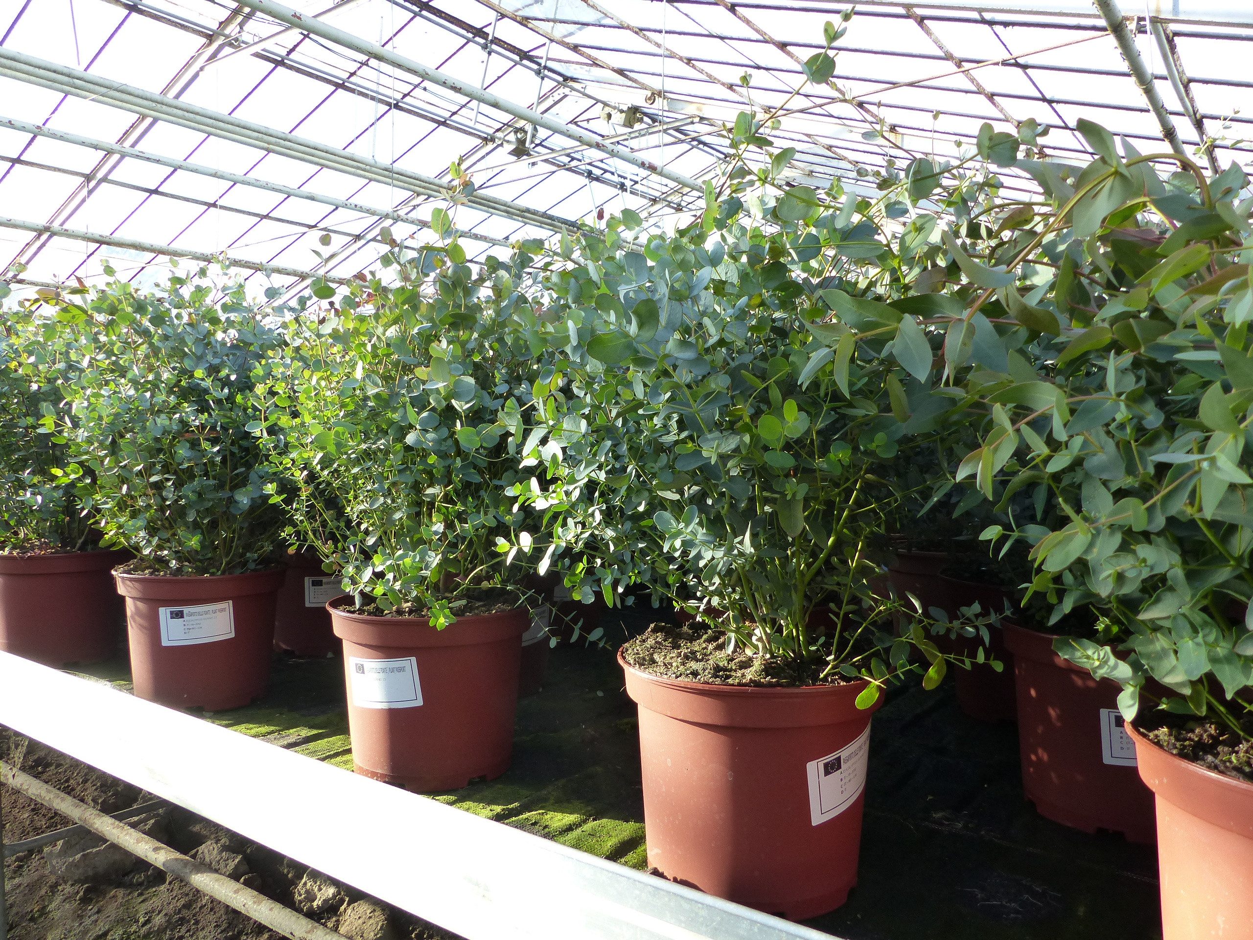 gruenwaren jakubik Gehölze XXL Eucalyptus Gunni Gunnii Busch Eukalyptusbaum 40 - 60 cm