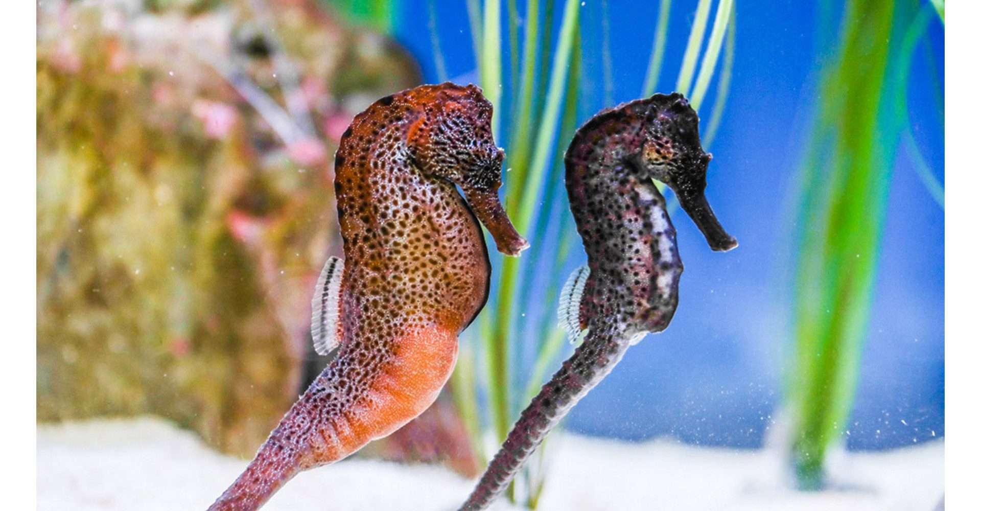 Jochen Schweizer Erlebnisgutschein Sea Life Konstanz (1 EW + 1 Kleinkind), Taucht ein in magische Unterwasserwelten!