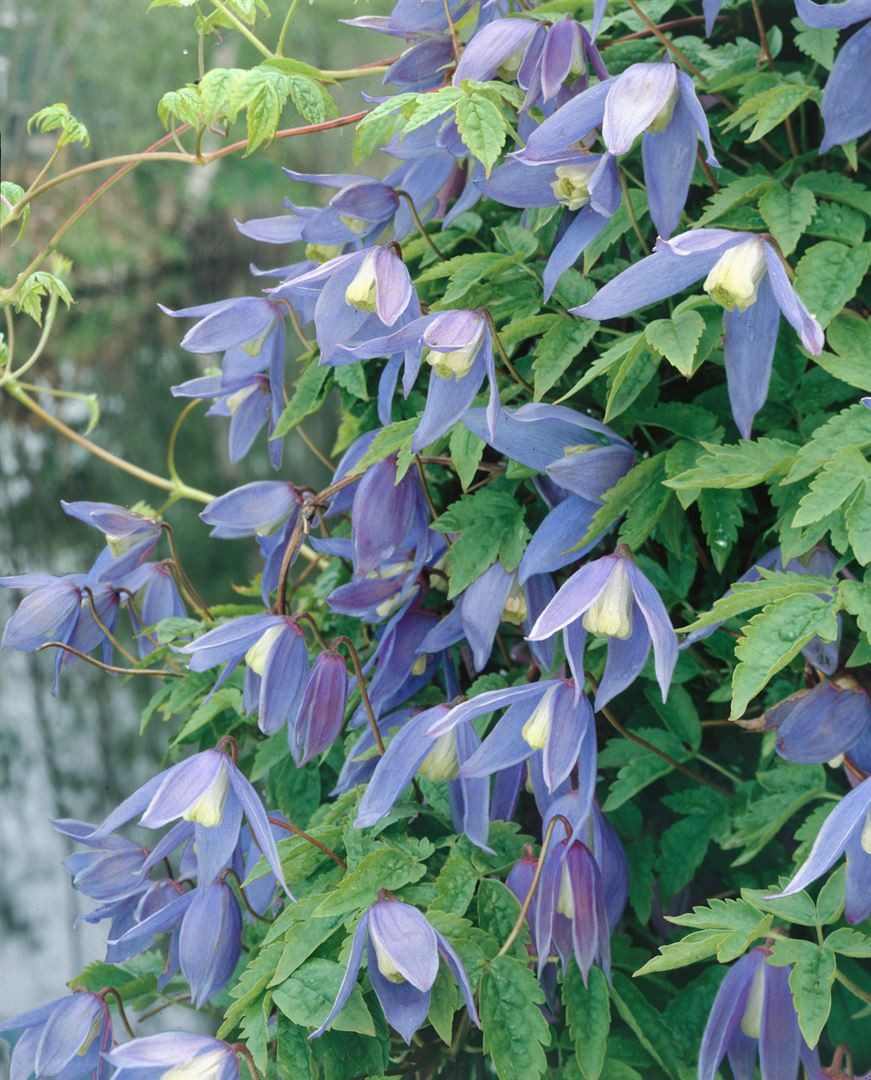 Pflanzen für Dich Kletterpflanze Clematis alpina, 1 St., Alpen-Waldrebe, Alpenrebe, blauviolett, frühblühend