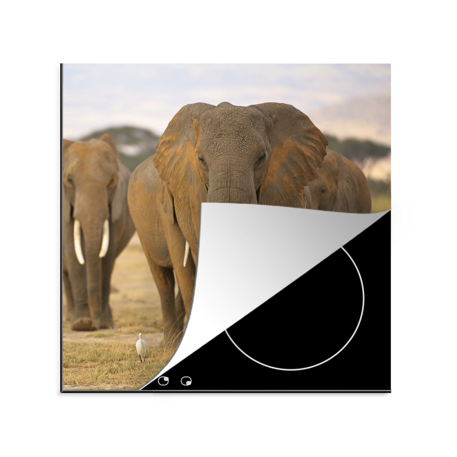 MuchoWow Herdblende-/Abdeckplatte Elefant - Gras - Grau, Vinyl, (1 tlg), 78x78 cm, Ceranfeldabdeckung, Arbeitsplatte für küche