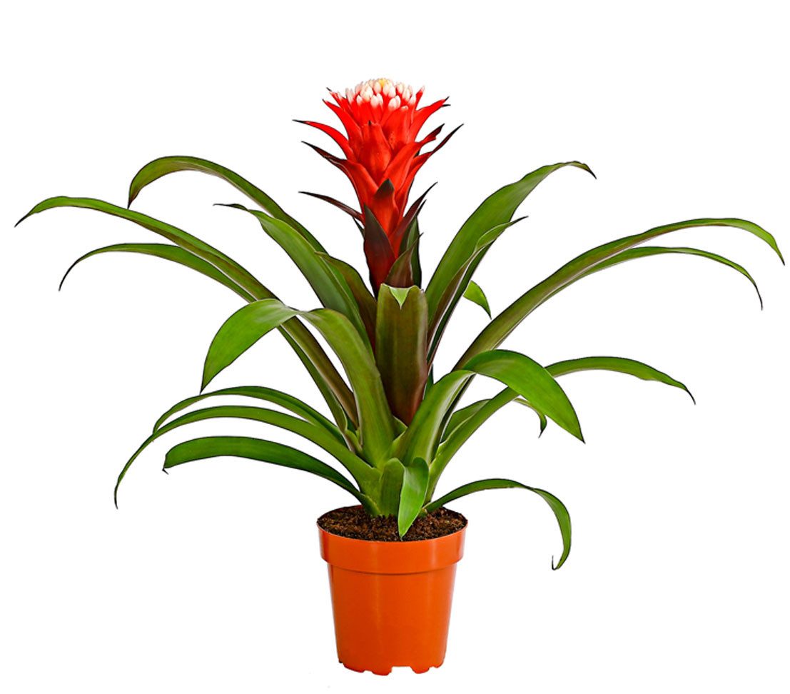Dehner Zimmerpflanze Guzmanie Deseo, Guzmania cultivars, Bromelie, rosettenförmiger Wuchs, exotische Zimmerpflanze mit farbiger Blüte