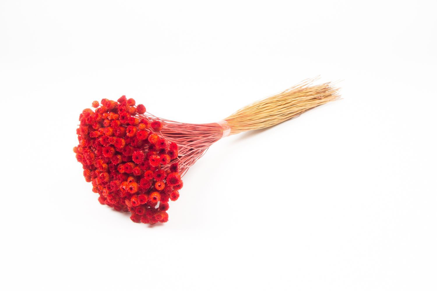 Trockenblume Mittelmeer-Strohblume getrocknet AKALITI, rot, 40-55cm, Ø11cm, INNA-Glas, Höhe 55.0 cm