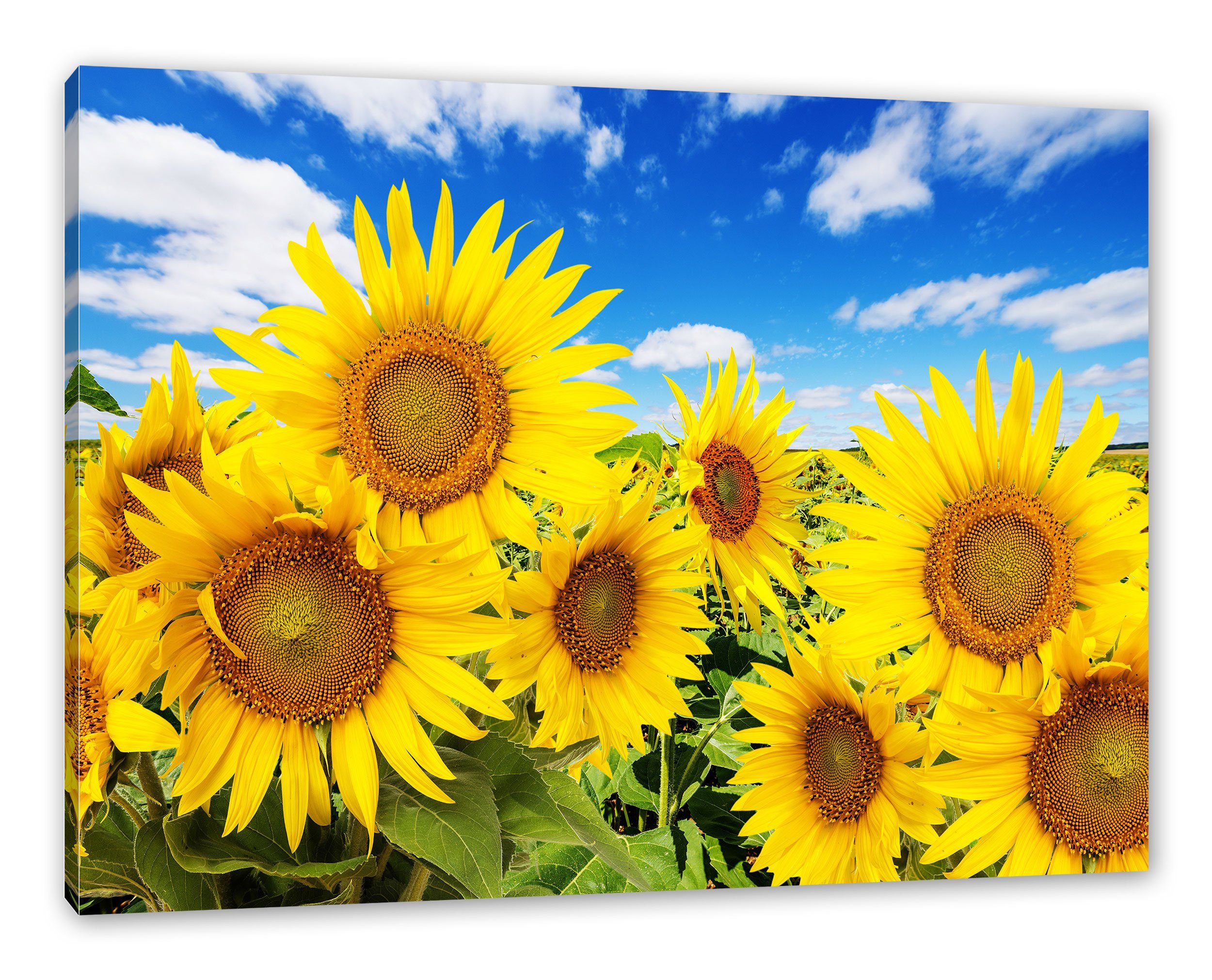 Himmel Zackenaufhänger Leinwandbild unter bespannt, St), Leinwandbild inkl. Pixxprint Sonnenblumenwiese Himmel, Sonnenblumenwiese fertig unter (1