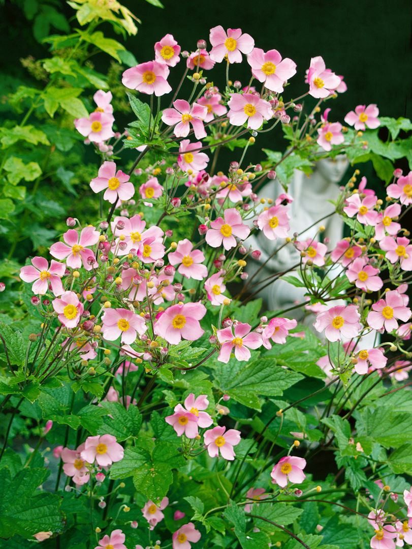 Pflanzen für Dich Staude Anemone hupeh. Splendens, 1 St., Herbst-Anemone, Japanische Anemone