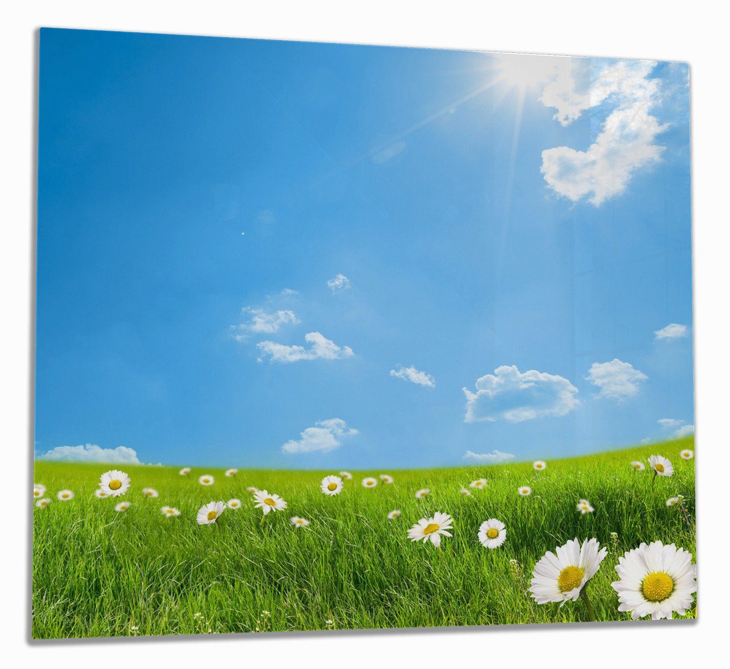 Wallario Herd-Abdeckplatte Sommerwiese - Weiße Gänseblümchen vor blauem Himmel, ESG-Sicherheitsglas, (Glasplatte, 1 tlg., inkl. 5mm Noppen), verschiedene Größen