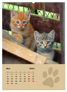 CALVENDO Wandkalender Wilde Tätzchen, kleine wilde Katzen entdecken die Welt (Premium, hochwertiger DIN A2 Wandkalender 2023, Kunstdruck in Hochglanz)