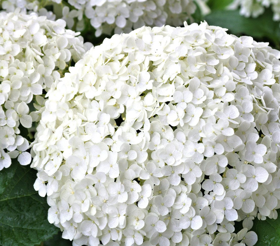 Dehner Zierstrauch Schneeball-Hortensie Strong Annabelle®, ca. 40 - 50 cm, creme-weiße Blütenbälle, lange Blütezeit