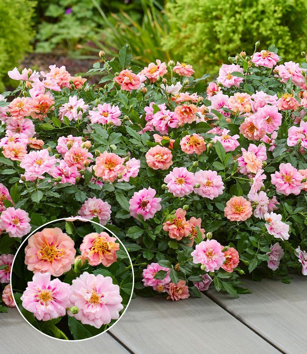 BALDUR Garten Rose Rose 'Amirose®', 1 St., Blütenpracht, reichblühend,winterhart, mehrjährig