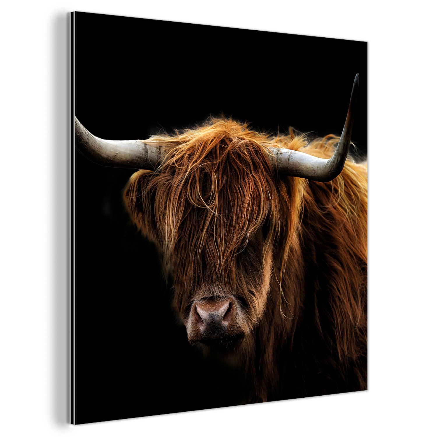 MuchoWow Metallbild Schottischer Highlander - Hörner günstig online kaufen