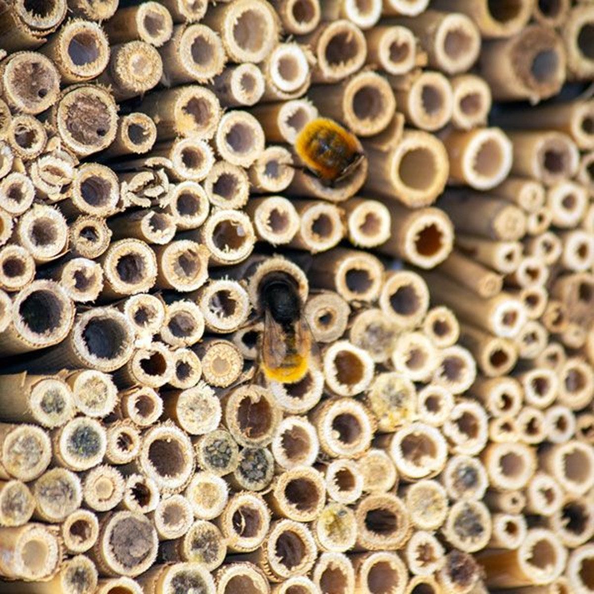 Schwegler Insektenhotel Naturschutzprodukt Insektennistschilf Holzbeton H 30 cm Insektenhotel