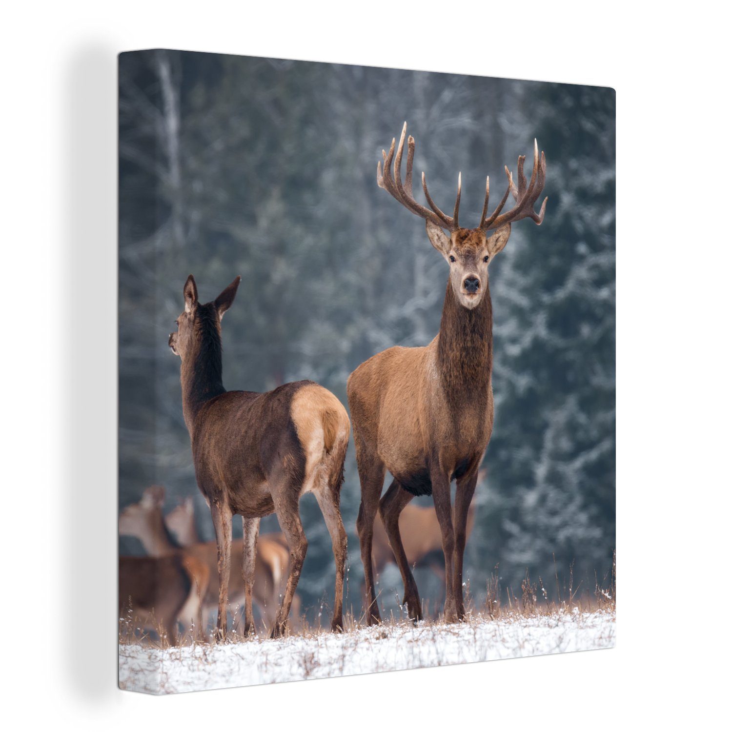 OneMillionCanvasses® Leinwandbild Waldtiere - Hirsche - Landschaft - Winter günstig online kaufen