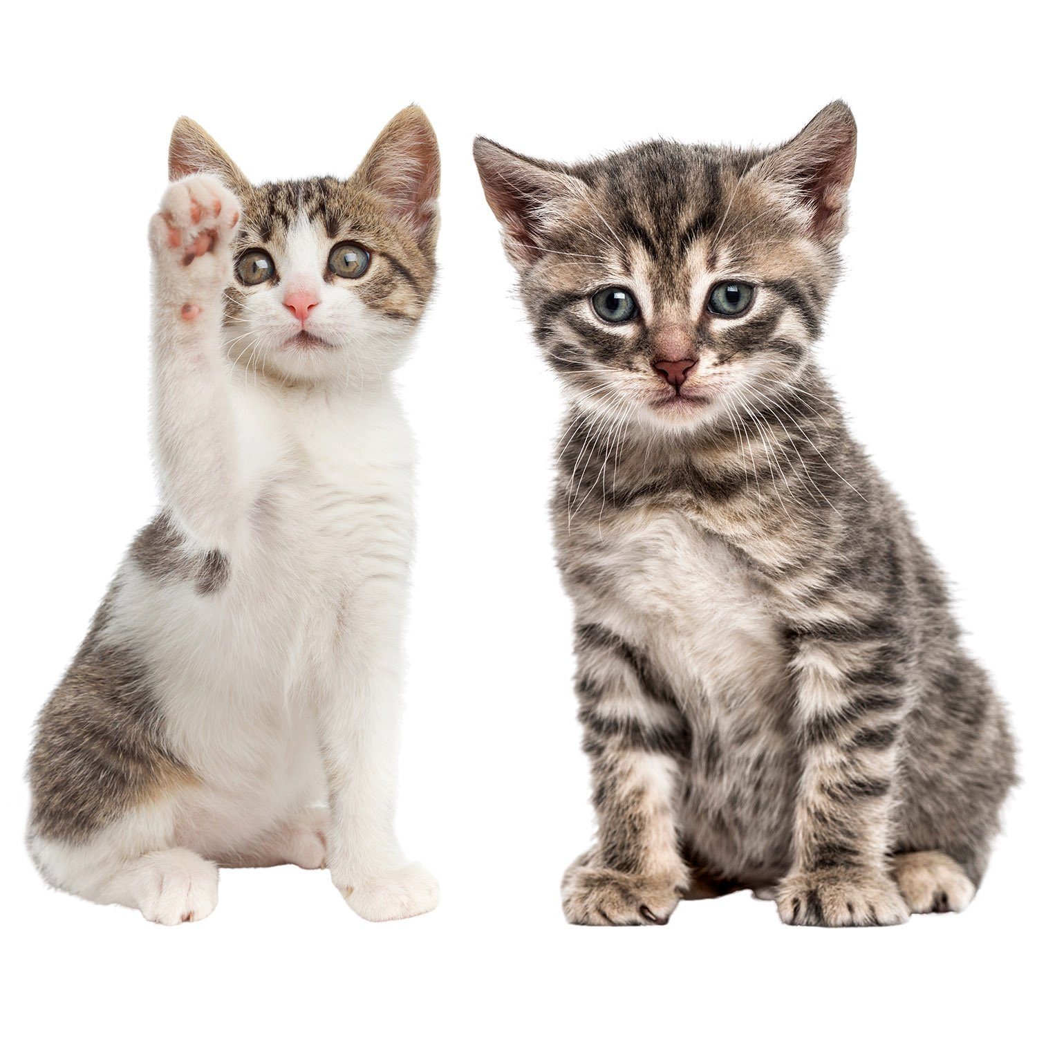 younikat Aufkleber Katzen-Aufkleber in verschiedenen Motiven