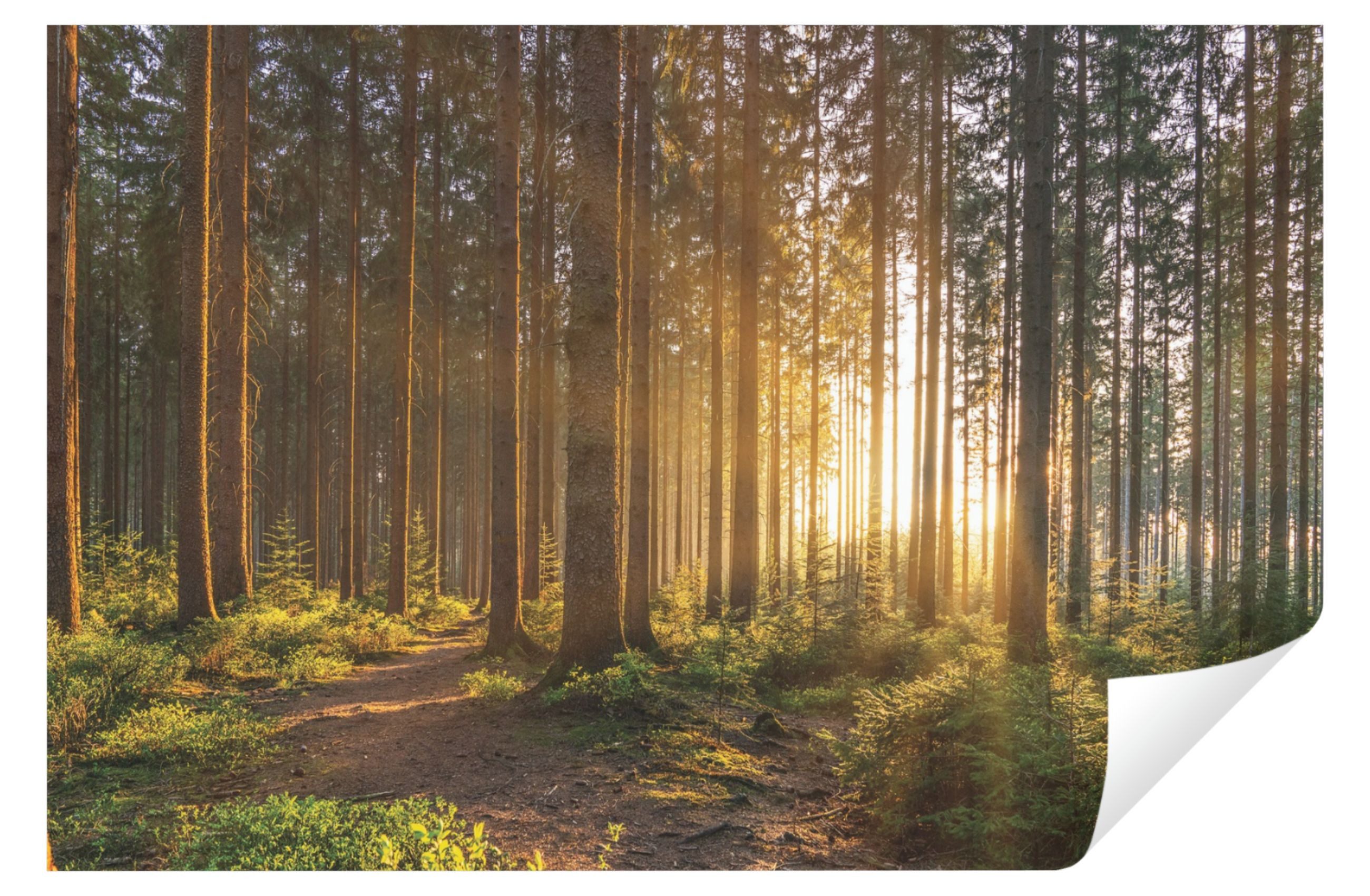 Wallarena Fototapete Wald Sonne Natur 3D günstig online kaufen