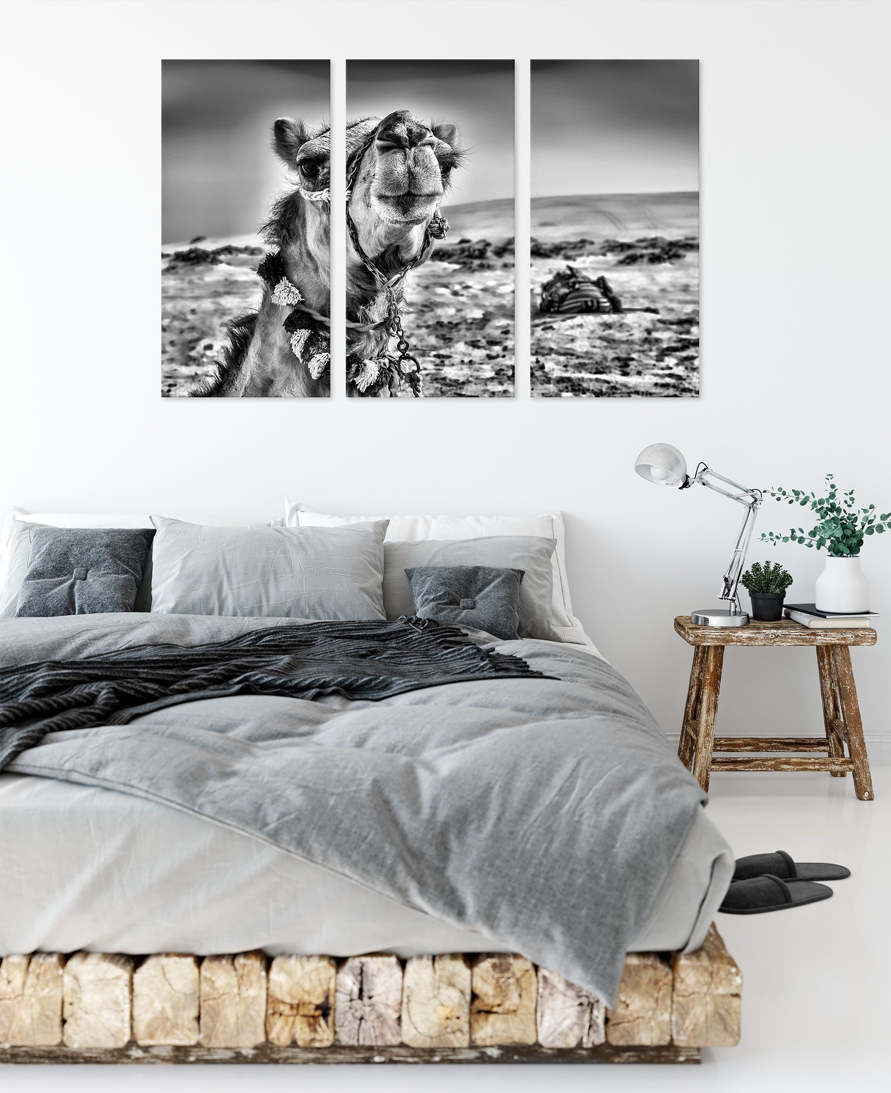 Pixxprint Leinwandbild bespannt, Kamel fertig (120x80cm) Kamel 3Teiler Wüste in Leinwandbild (1 Lustiges St), Zackenaufhänger Lustiges in inkl. Wüste,