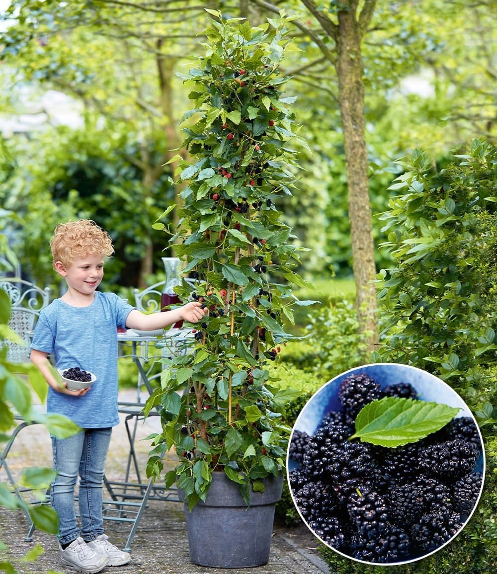 BALDUR Garten Obstpflanze Maulbeere 'BonBon Berry®', 1 St., Maulbeeren, winterhart, mehrjährig, pflegeleicht