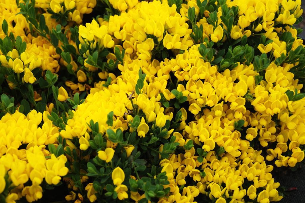 Garten von Ehren Bodendecker Cytisus decumbens Containerware 30-40 cm