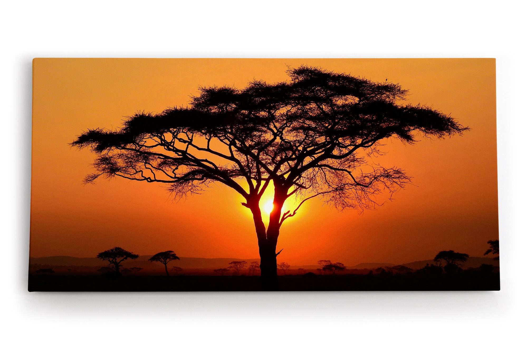 Leinwandbild Afrikanische Landschaft Burkea Africana Bäume Sonnenuntergang