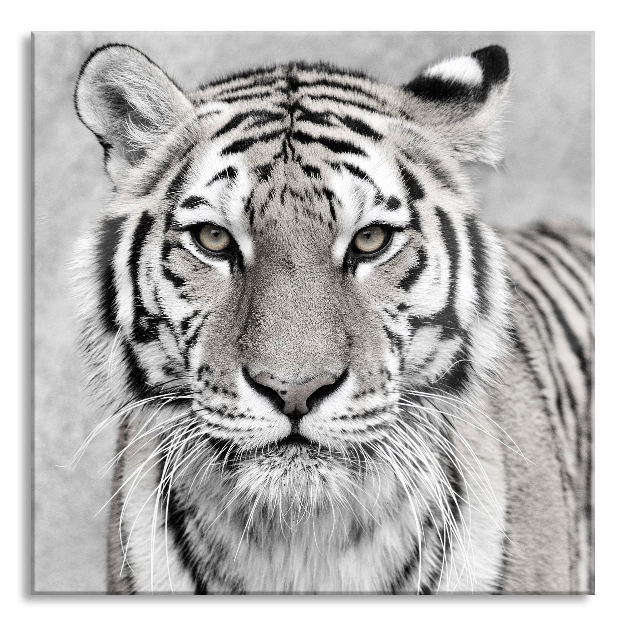 aus St), Echtglas, Anmutiger Tiger Pixxprint (1 Glasbild und in in, Anmutiger inkl. Aufhängungen Abstandshalter Tiger Glasbild