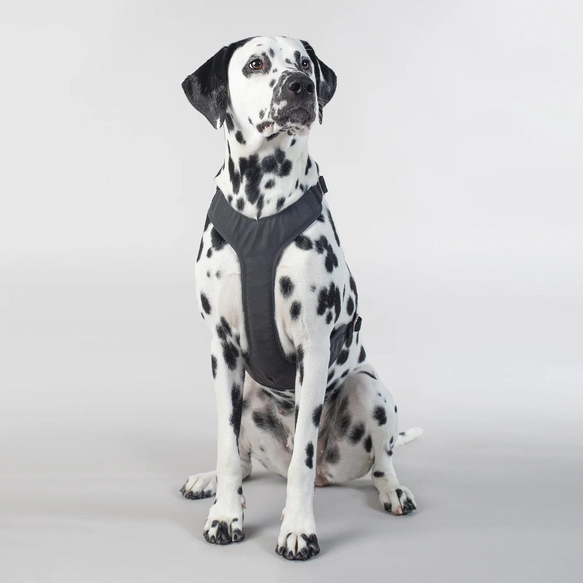 PAIKKA Hunde-Geschirr Hundegeschirr reflektierend "Visibility Harness" dark