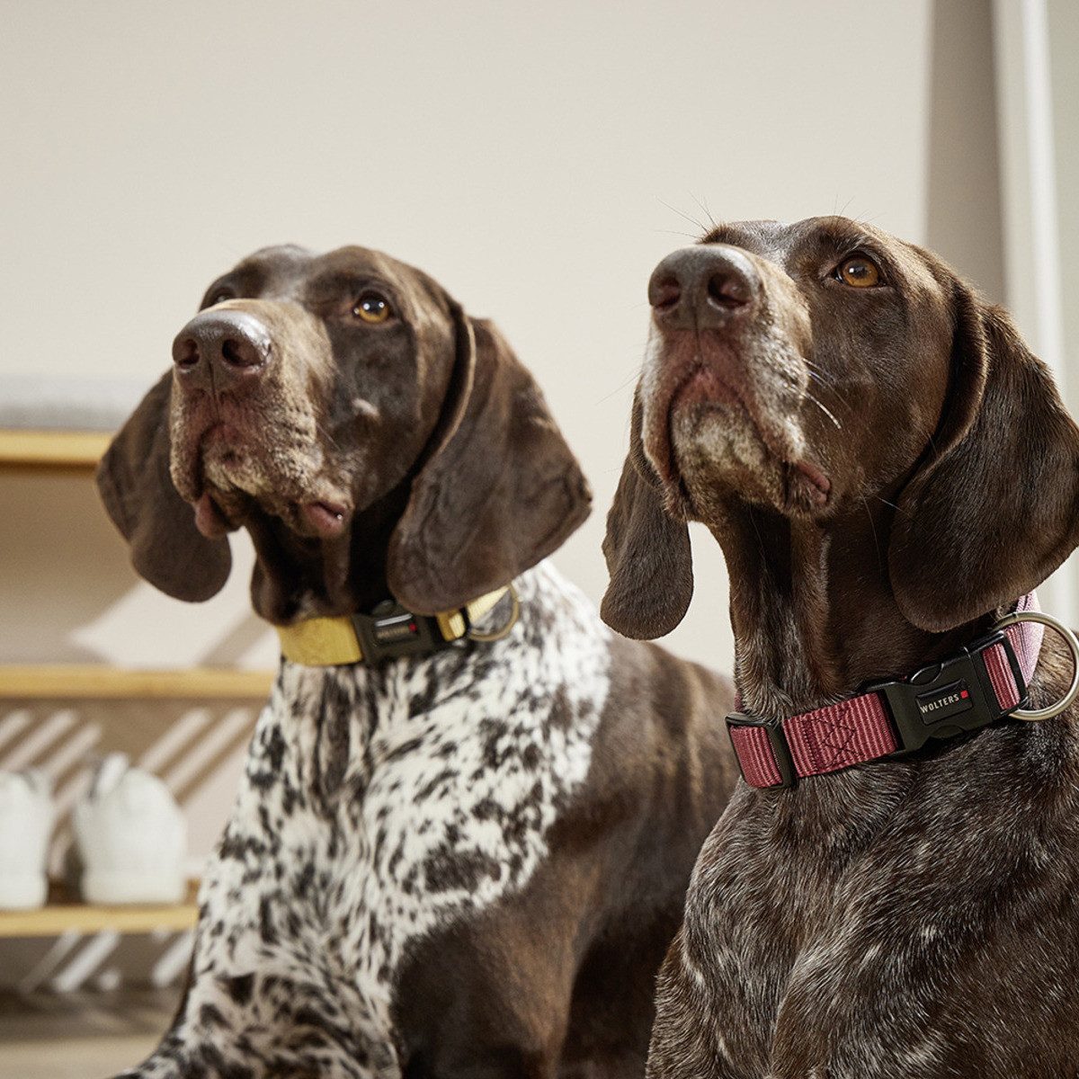 Wolters Hunde-Halsband Halsband Professional curry gelb