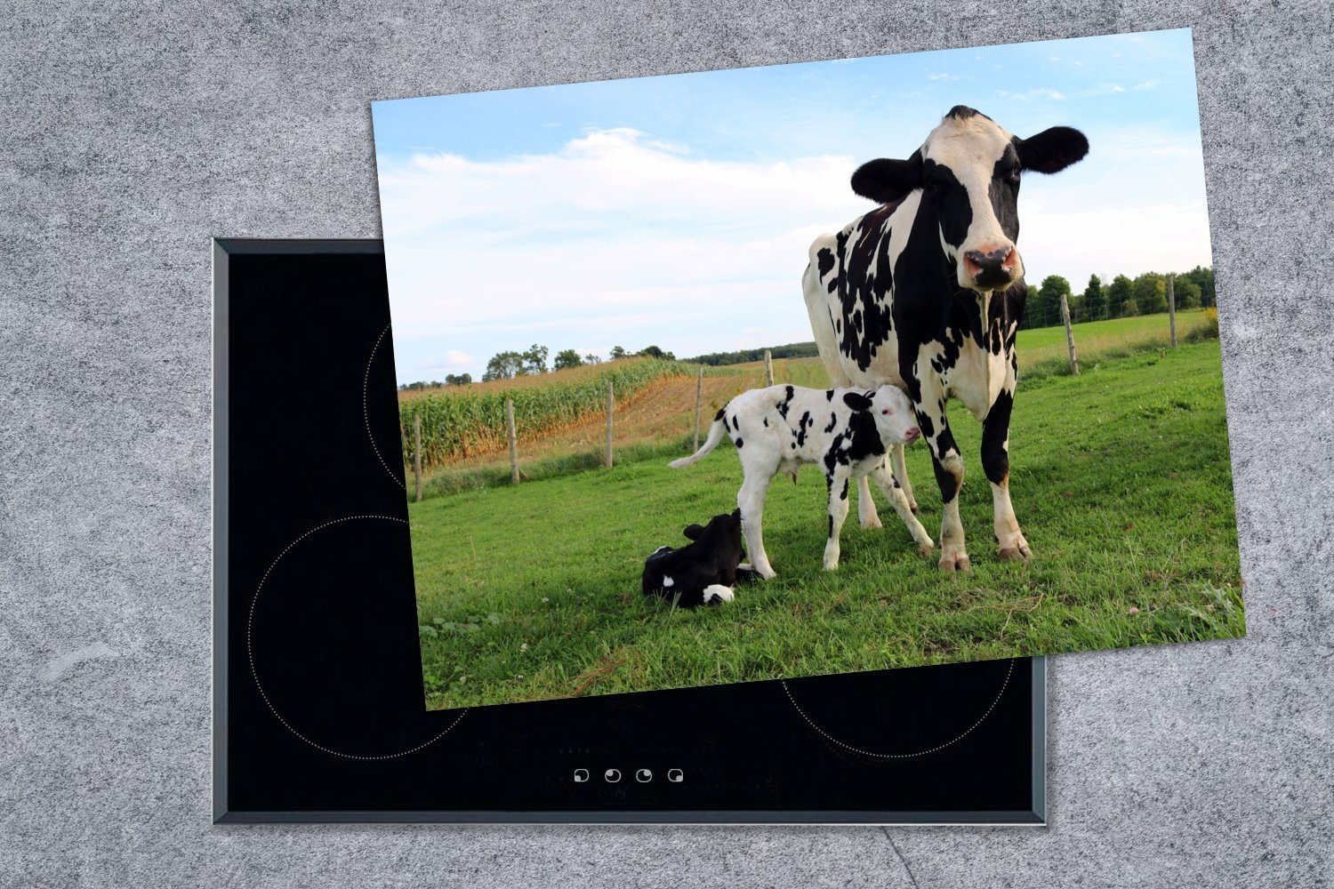 - Kuh 70x52 - Herdblende-/Abdeckplatte Tiere Ceranfeldabdeckung Gras, cm, Vinyl, Kalb nutzbar, - Mobile MuchoWow tlg), Arbeitsfläche (1