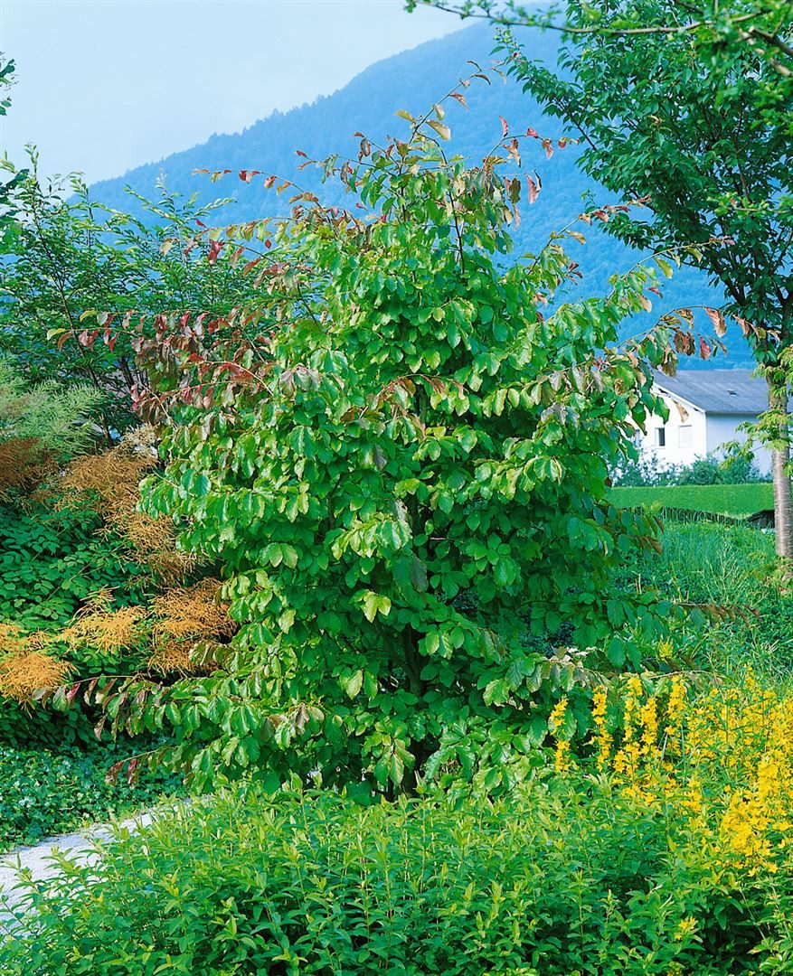 Pflanzen für Dich Baum Parrotia persica, 1 St., Eisenholzbaum, Persischer Eisenholzbaum, herbstfärbung, schirmförmig – Bild 3 von 5